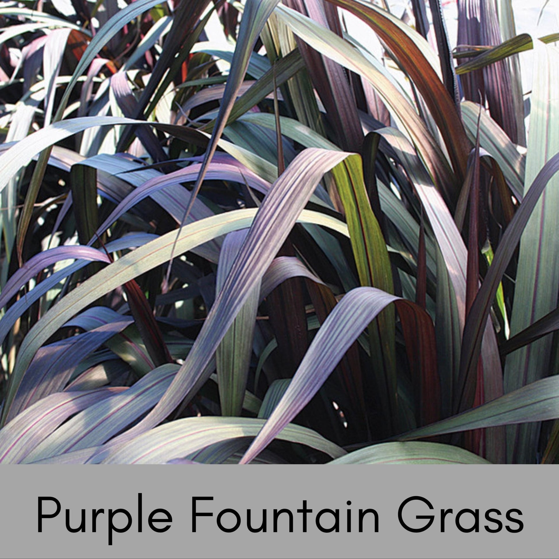 Purple Fountain Grass, Annual Grass for Containers and Flower Beds, Quart Size Pots, Fast Growing Drought Tolerant Plant, Great Gift Plant