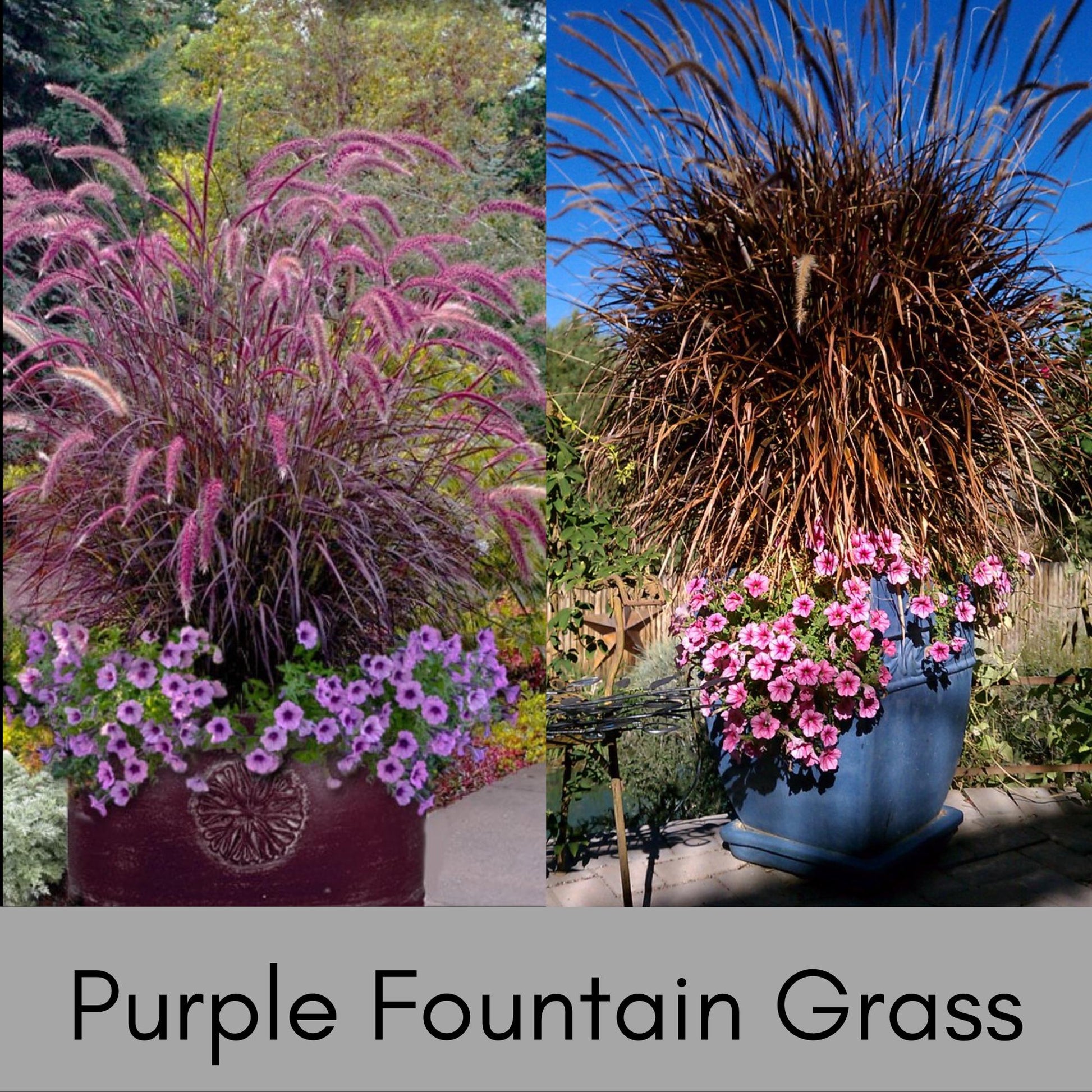 plant purple fountain grass in pots Purple Fountain Grass