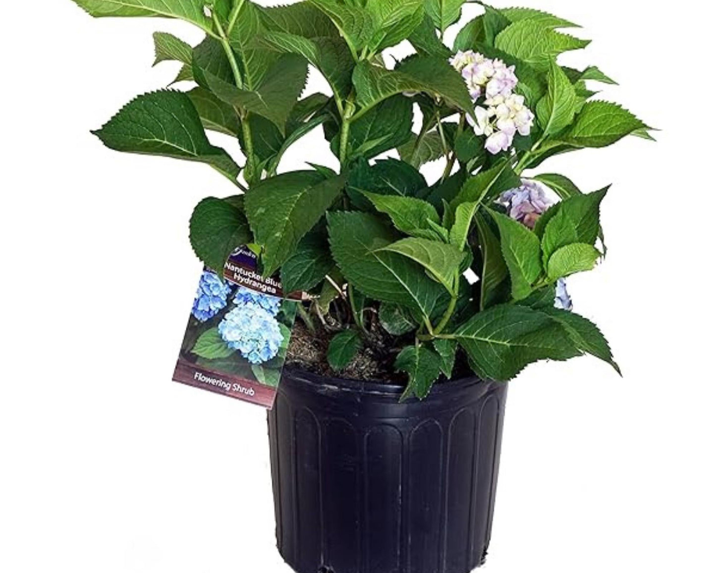 Big Daddy Hydrangea, Hydrangea macrophylla, Big Daddy plant, white hydrangea, 3 Gallon Container, real touch flowers, Decoration plant Gifts