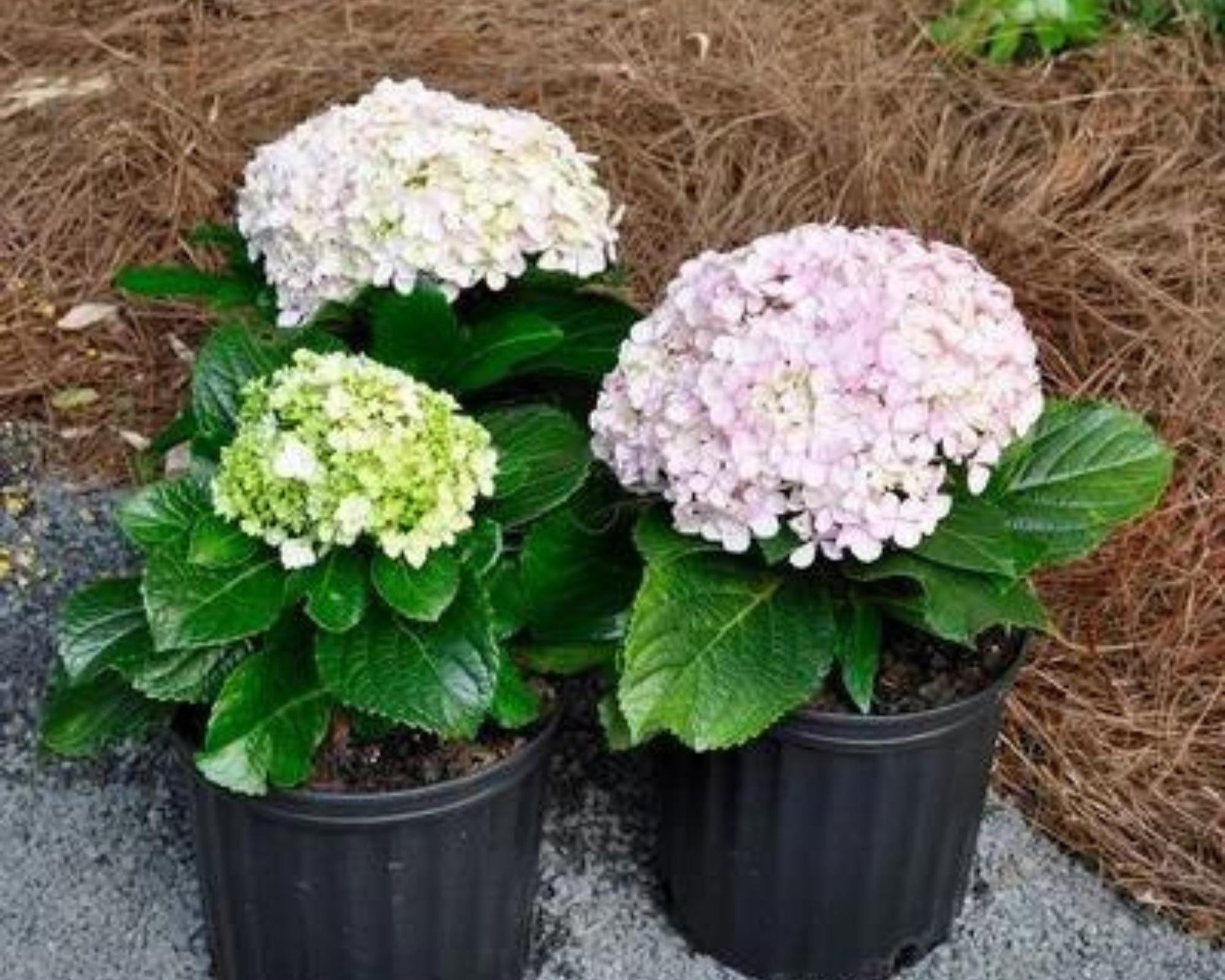 Big Daddy Hydrangea, Hydrangea macrophylla, Big Daddy plant, white hydrangea, 3 Gallon Container, real touch flowers, Decoration plant Gifts