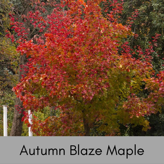 Autumn Blaze Maple Trees are 4 Feet tall plus!, Red Fall Color, Fast Growing Shade Tree!, Great Christmas Gift, Cold Tolerant, Ships Free!