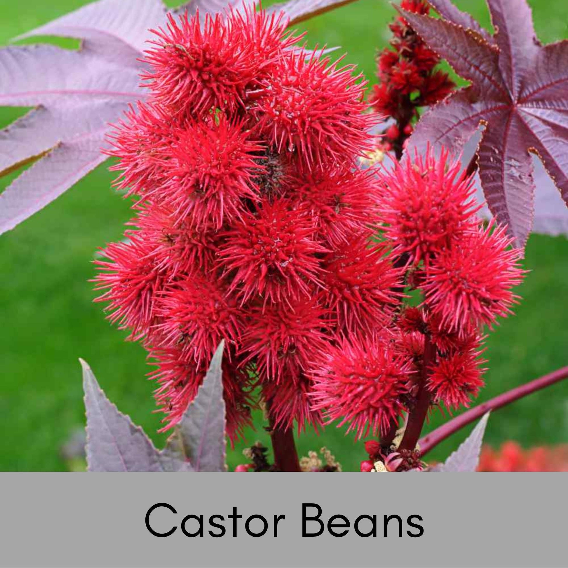 castor bean plant indoors Castor Bean Plant Seeds | African Mother Tree