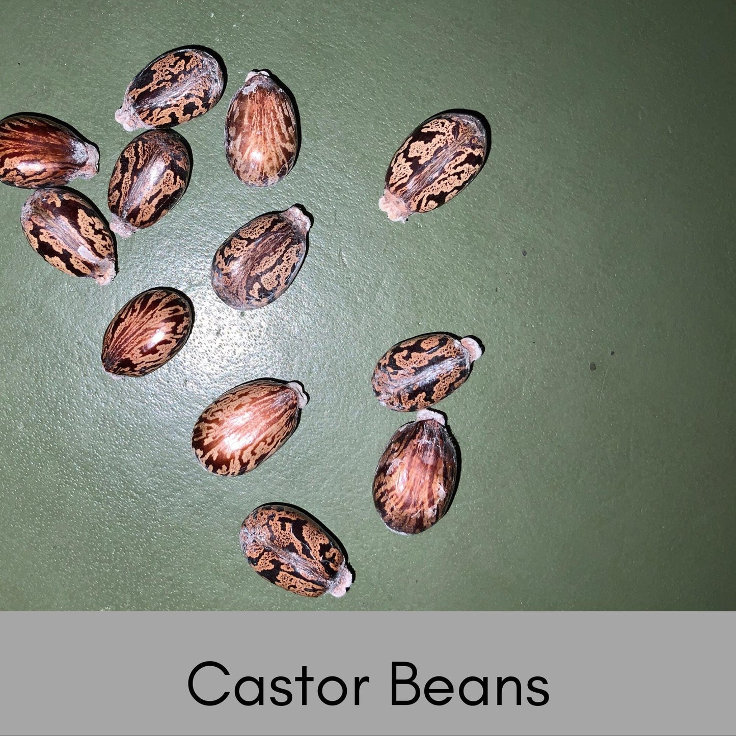 HEIRLOOM CASTOR BEAN, 10 Seeds per Order, Red Foliage, Specimen Tree, Deep Purple Leaves, Tropical Plants, Indoor Plant, Fast Growing