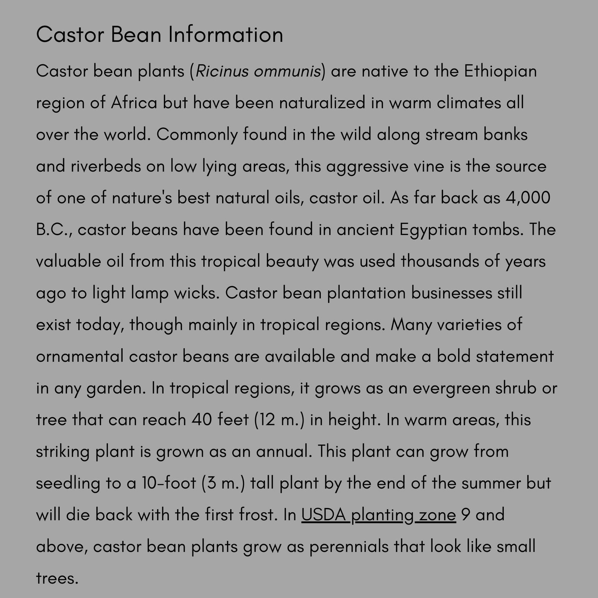 HEIRLOOM CASTOR BEAN, 10 Seeds per Order, Red Foliage, Specimen Tree, Deep Purple Leaves, Tropical Plants, Indoor Plant, Fast Growing