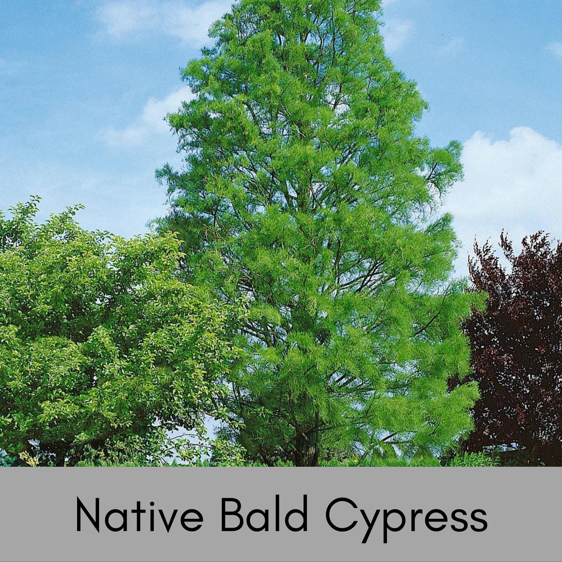 Bald Cypress Tree, Taxodium distichum, house plants, plant lover gift, rare Gift for Plant lovers, forest wild tree, decorative Plant