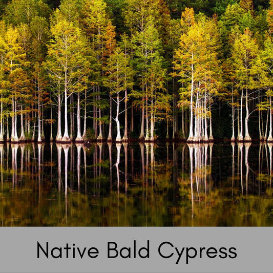 Bald Cypress Tree, Taxodium distichum, house plants, plant lover gift, rare Gift for Plant lovers, forest wild tree, decorative Plant