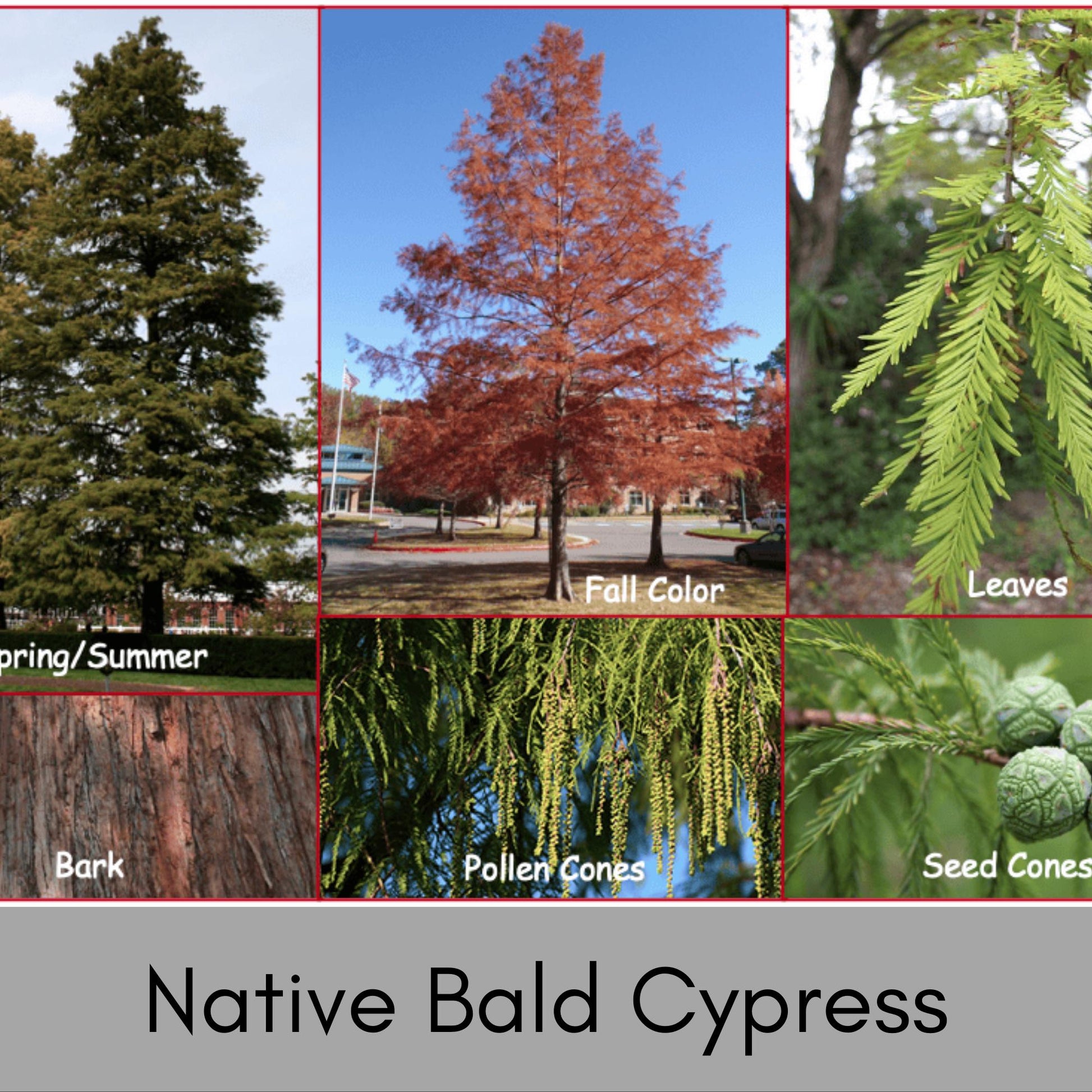 Bald Cypress Tree, Taxodium distichum, house plants, plant lover gift, rare Gift for Plant lovers, forest wild tree, decorative Plant