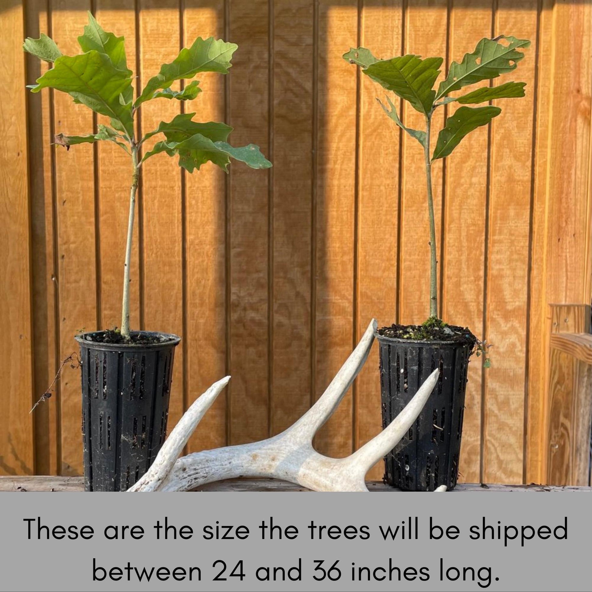 Catalpa Trees, 6 " Plug Seedlings, rare plant, Cigar tree, easy to grow, plant lover Gift, house plants, gift for her garden, Gift for Mom