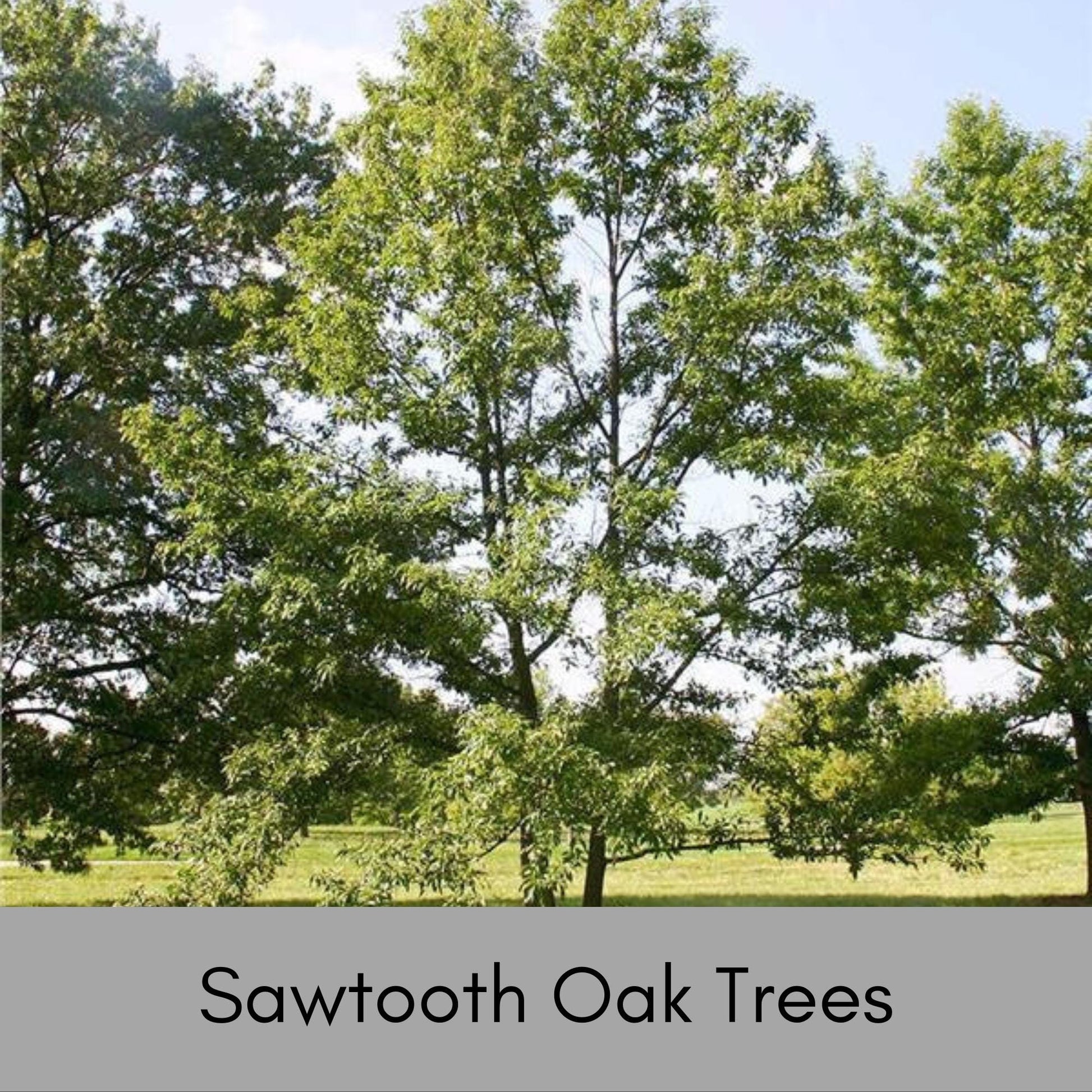 SAWTOOTH OAK TREES, Wildlife Friendly, Free Shipping!, Shade tree with Great Fall Color, Fast Growing Tree, Native Tree, Easy to Grow, Gift