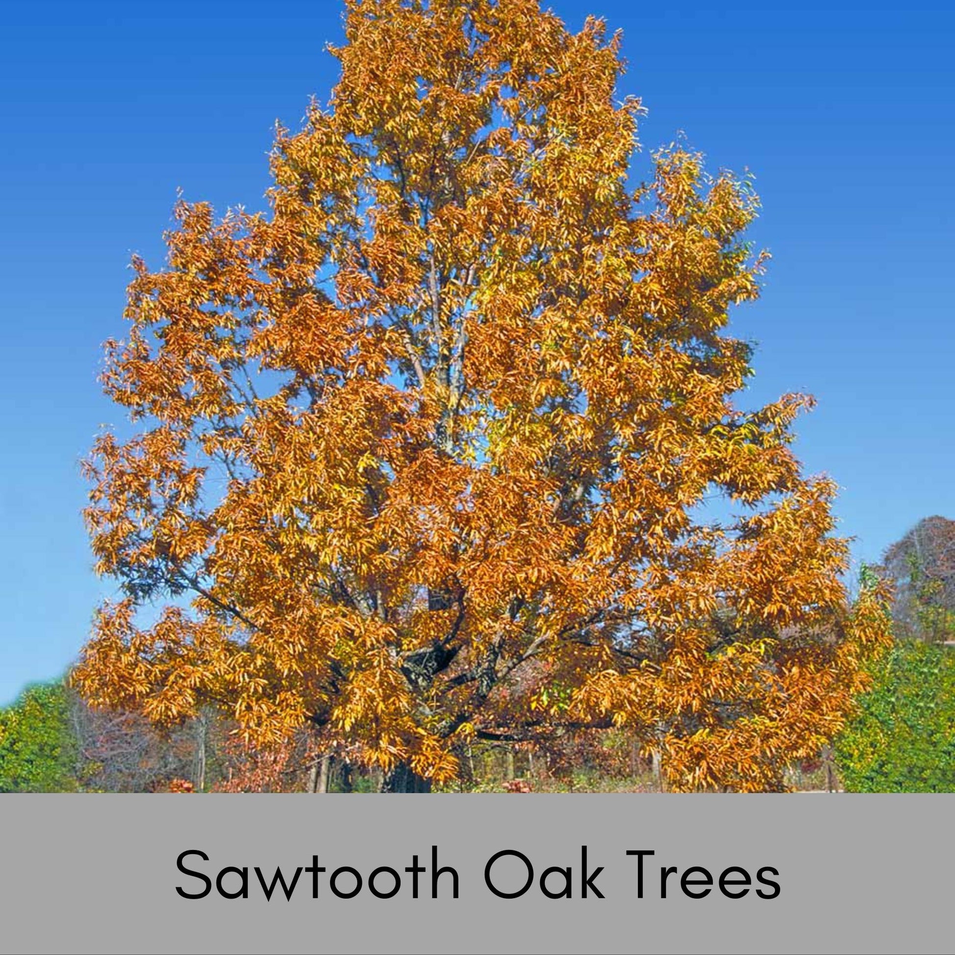 SAWTOOTH OAK TREES, Wildlife Friendly, Free Shipping!, Shade tree with Great Fall Color, Fast Growing Tree, Native Tree, Easy to Grow, Gift