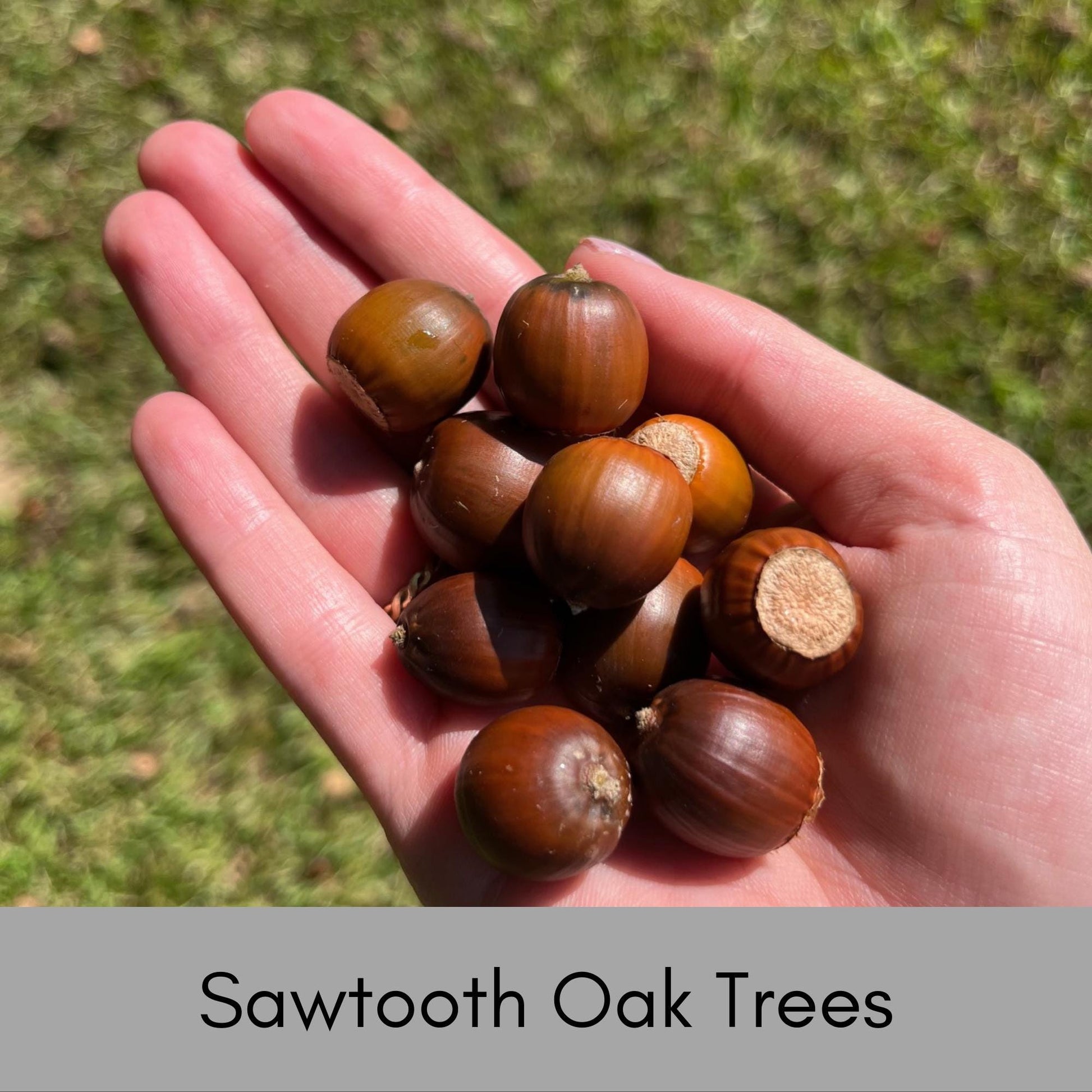 SAWTOOTH OAK TREES, Wildlife Friendly, Free Shipping!, Shade tree with Great Fall Color, Fast Growing Tree, Native Tree, Easy to Grow, Gift