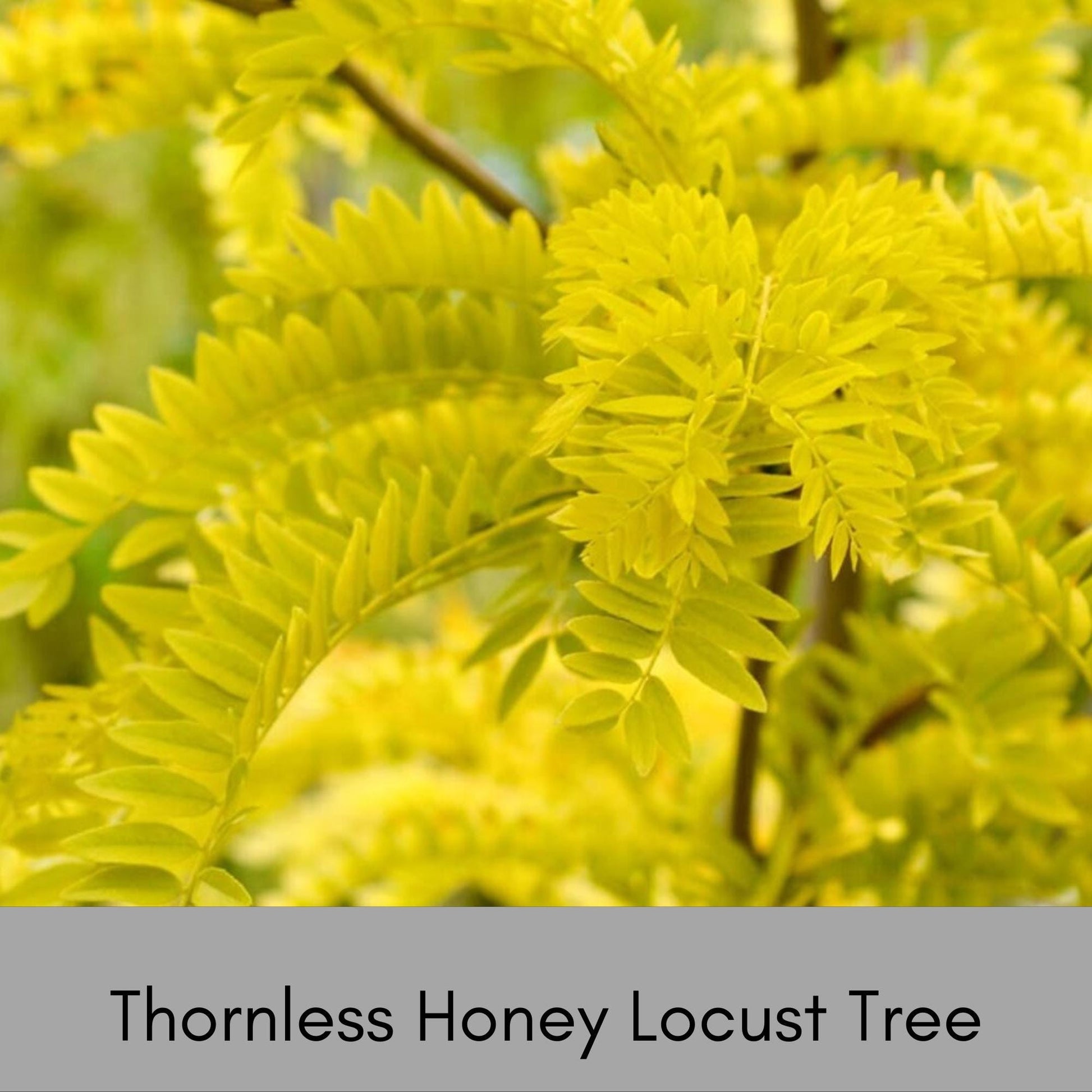 Thornless Honey Locust Tree, Perfect for Native Plant Landscapes, Seeds, Great Gift Tree, Yellow Fall Color, Fast Growing Shade Tree