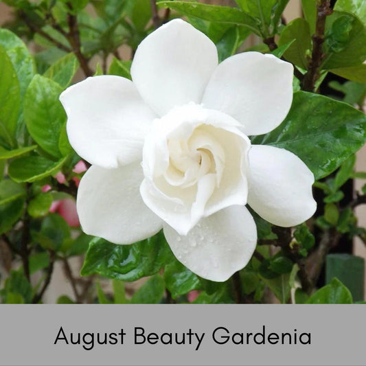 August Beauty Gardenia | A fragrant addition to any landscape with lots of white flowers and lush green glossy leaves, this is a must have!