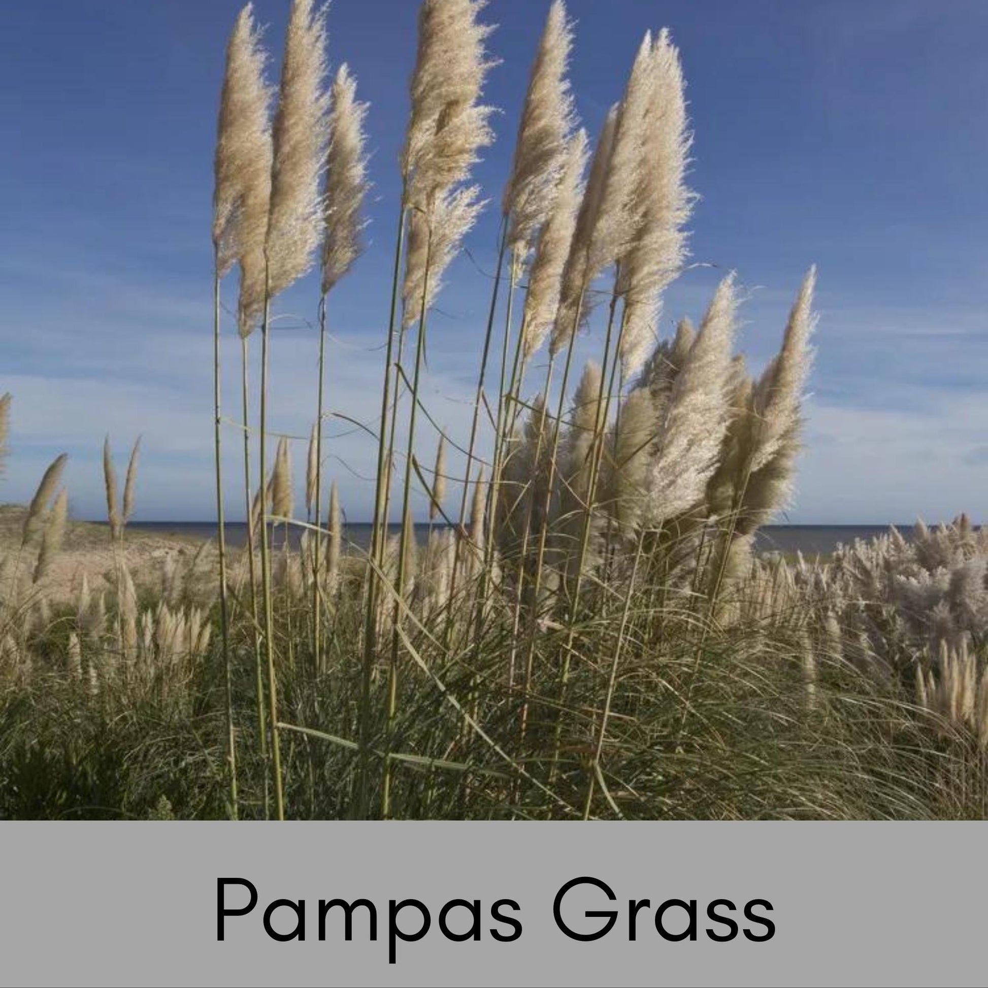 PAMPAS GRASS, 1 Gallon Size Plant, Grass Plumes, Large Perennial Grass, Drought Tolerant, Easy to Grow Plant Gift, Free Shipping!