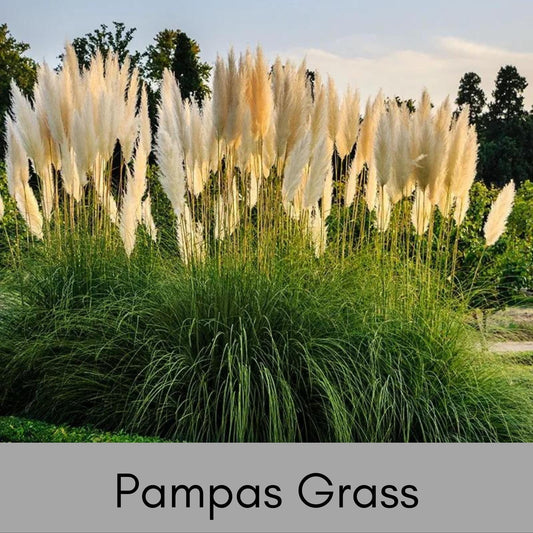 PAMPAS GRASS, 1 Gallon Size Plant, Grass Plumes, Large Perennial Grass, Drought Tolerant, Easy to Grow Plant Gift, Free Shipping!