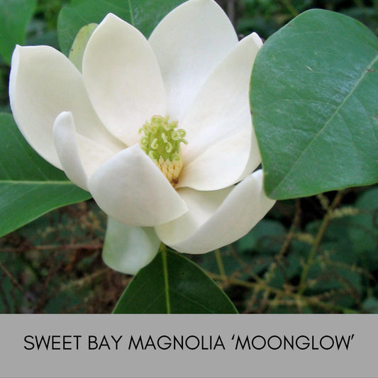 SWEET BAY MAGNOLIA, Native Tree, Cold Hardy Plant, Large White Flowers, 4 Feet Tall Tree, Low Maintenance Landscape Tree, Great Gift Tree