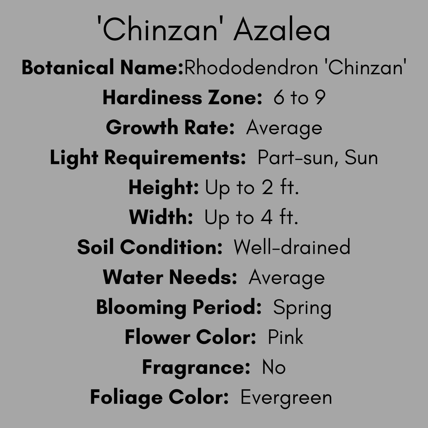 Pink 'Chinzan' Azalea, Great For Bonsai Tree, 1 Gallon Container Size, Evergreen Shrub, Pink Flowers, Great Gift Plant, Easy to Grow