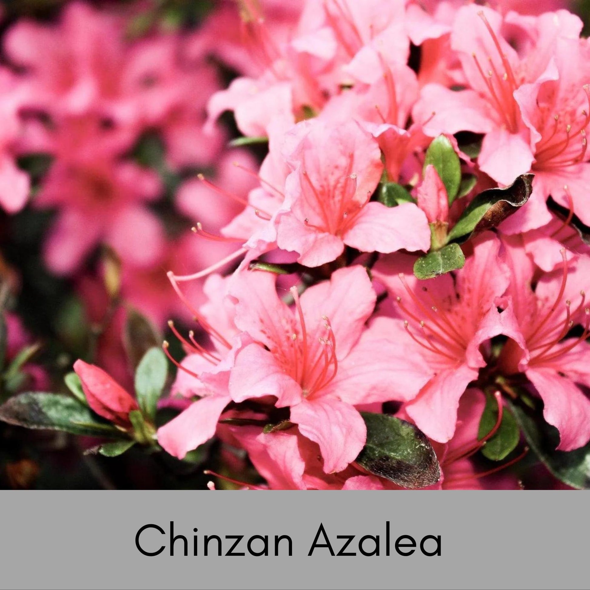 Pink 'Chinzan' Azalea, Great For Bonsai Tree, 1 Gallon Container Size, Evergreen Shrub, Pink Flowers, Great Gift Plant, Easy to Grow