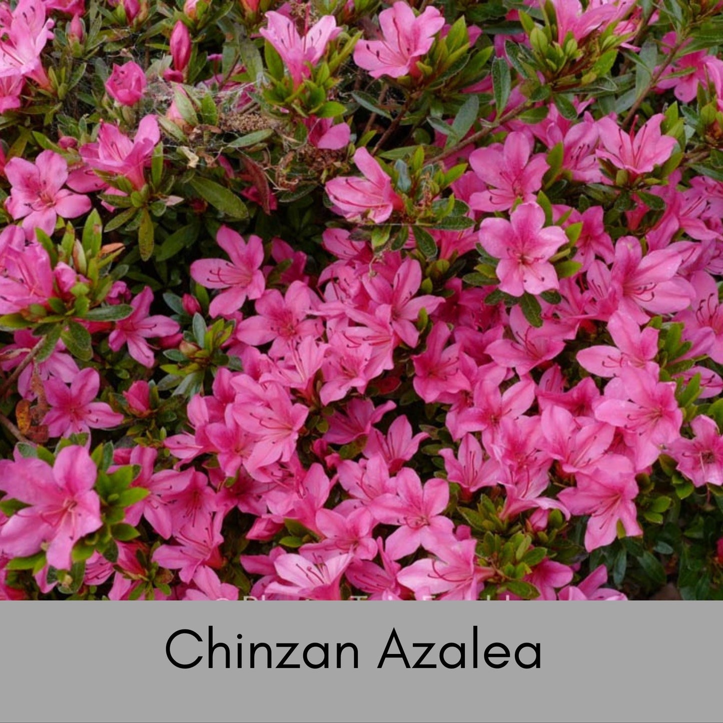 Pink 'Chinzan' Azalea, Great For Bonsai Tree, 1 Gallon Container Size, Evergreen Shrub, Pink Flowers, Great Gift Plant, Easy to Grow