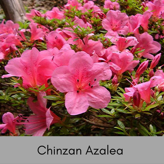Pink 'Chinzan' Azalea, Great For Bonsai Tree, 1 Gallon Container Size, Evergreen Shrub, Pink Flowers, Great Gift Plant, Easy to Grow