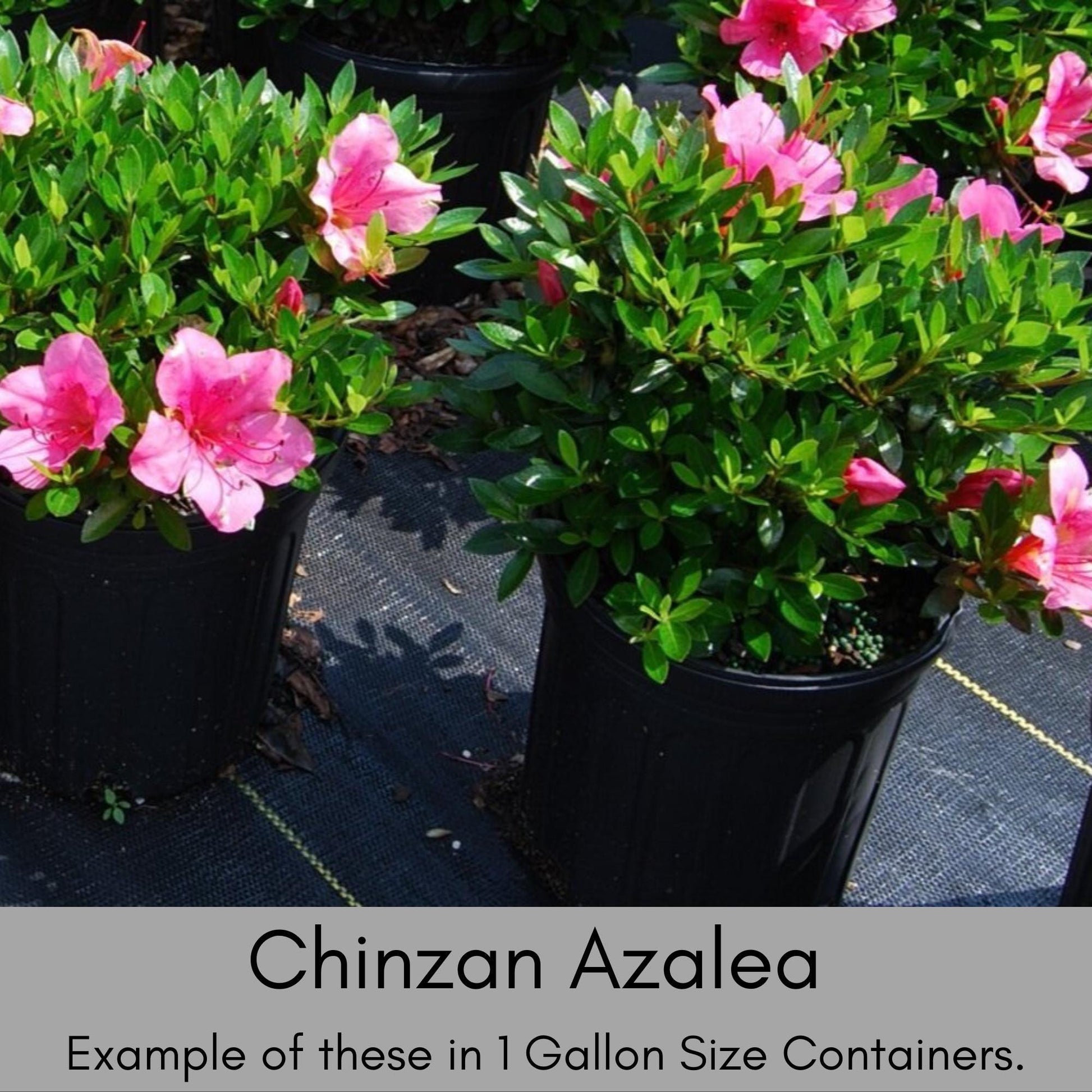 Pink 'Chinzan' Azalea, Great For Bonsai Tree, 1 Gallon Container Size, Evergreen Shrub, Pink Flowers, Great Gift Plant, Easy to Grow