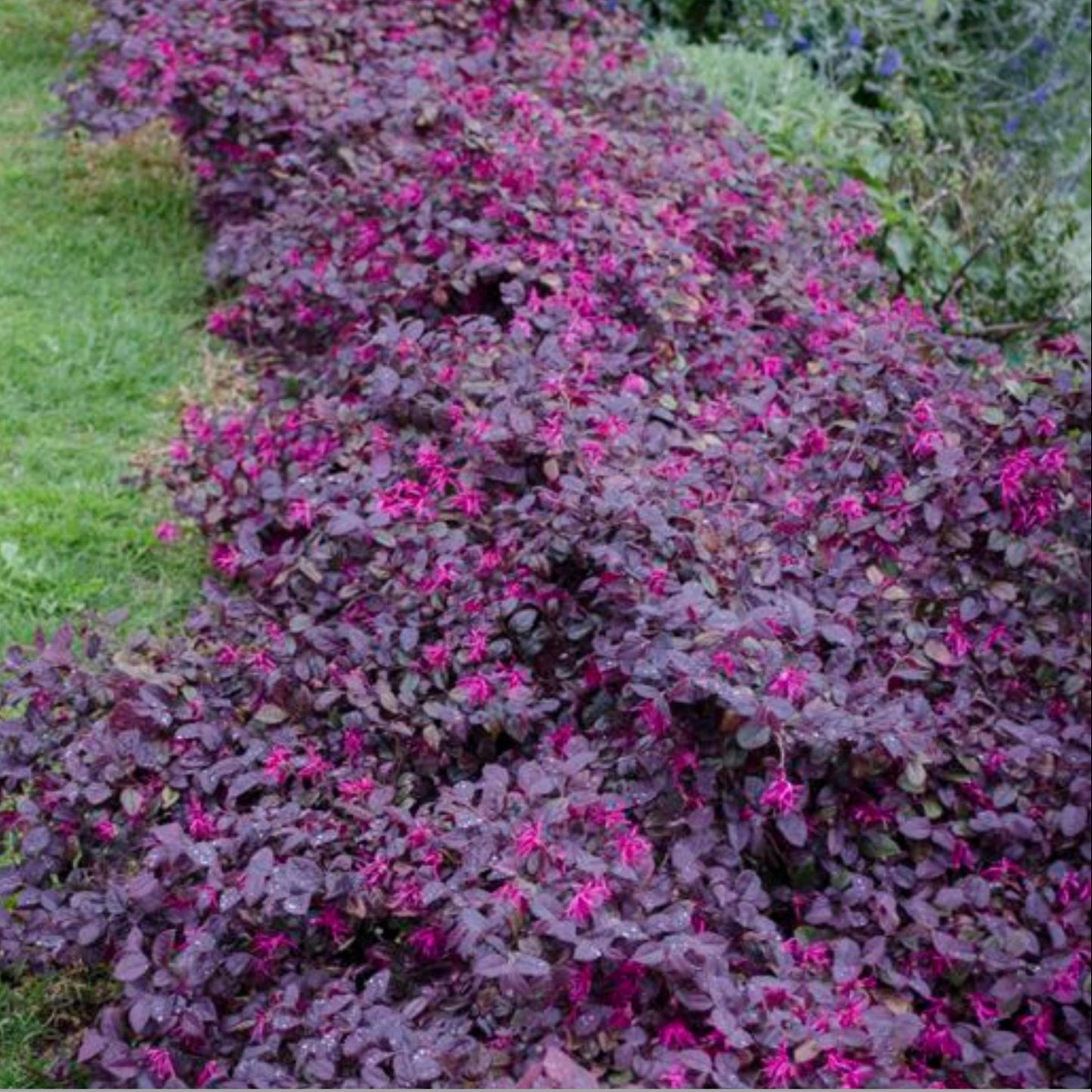 Plum Gorgeous Loropetalum, Easy and Fast Growing Plant, Disease and Deer Resistant, Evergreen Shrub, Pink Flowers, Purple Leaf, Garden Gift