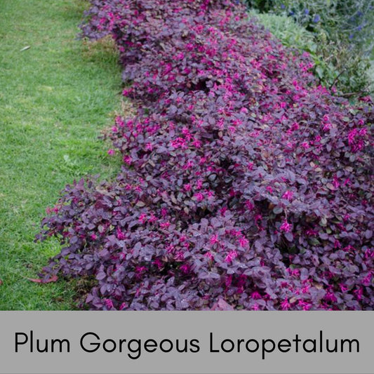 Plum Gorgeous Loropetalum, Easy and Fast Growing Plant, Disease and Deer Resistant, Evergreen Shrub, Pink Flowers, Purple Leaf, Garden Gift