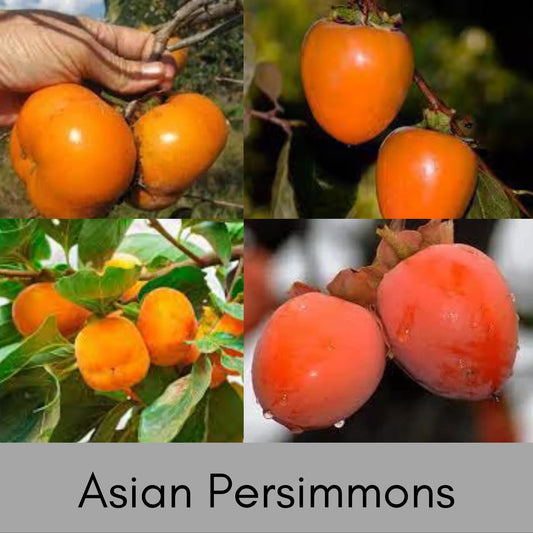 ASIAN PERSIMMONS, Incredible Honey Sweet Flavor, Matsumoto, Hachiya, Saijo, Fast Growing Tree, Edible, Jiro Fuyu, Great Gifts