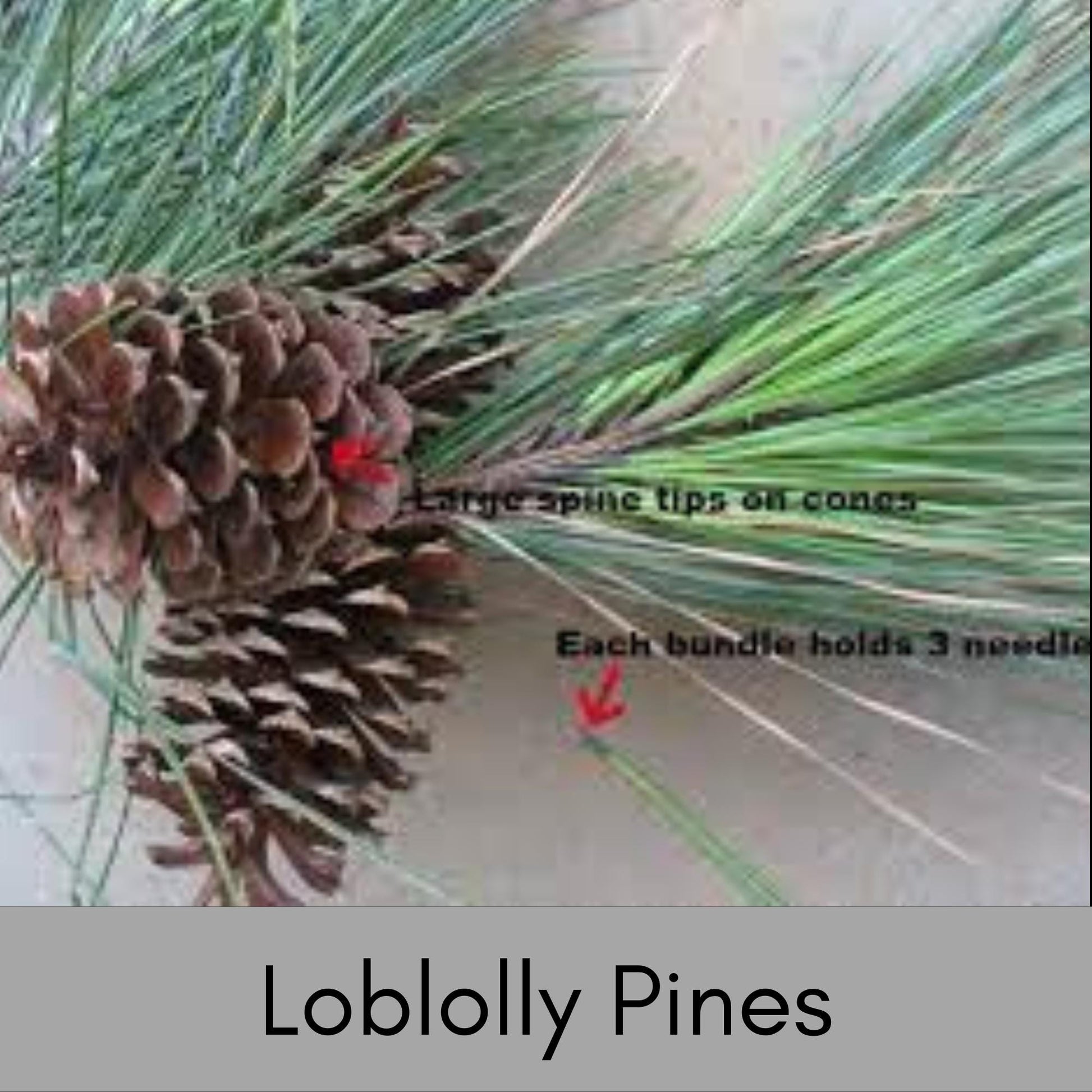 Loblolly Pine Trees, SEEDLINGS, Fast Growing Shade Tree, Full Sun Easy to Grow Tree, Christmas Decor, Cones and Pine Needles, Pine Scent