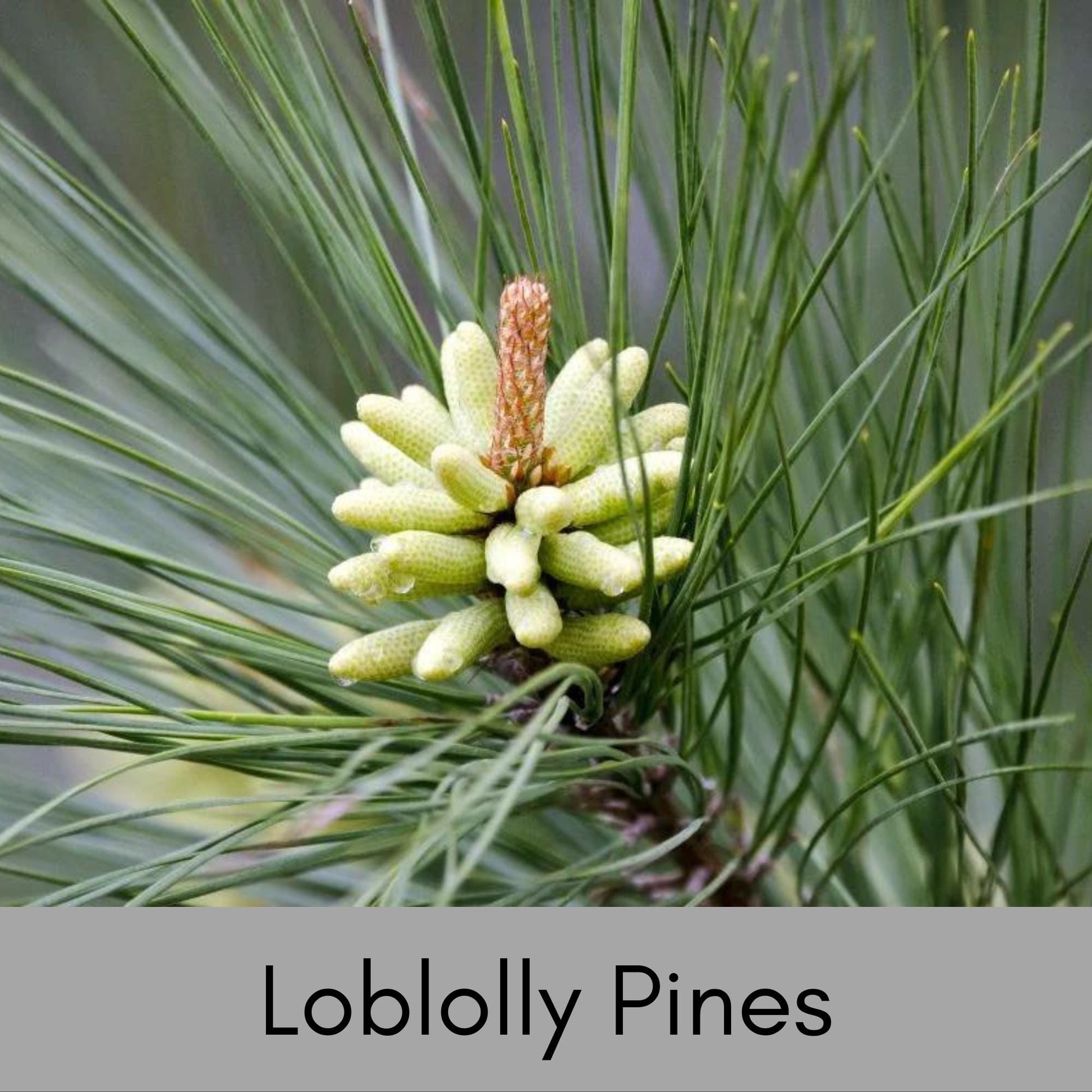 Loblolly Pine Trees, SEEDLINGS, Fast Growing Shade Tree, Full Sun Easy to Grow Tree, Christmas Decor, Cones and Pine Needles, Pine Scent