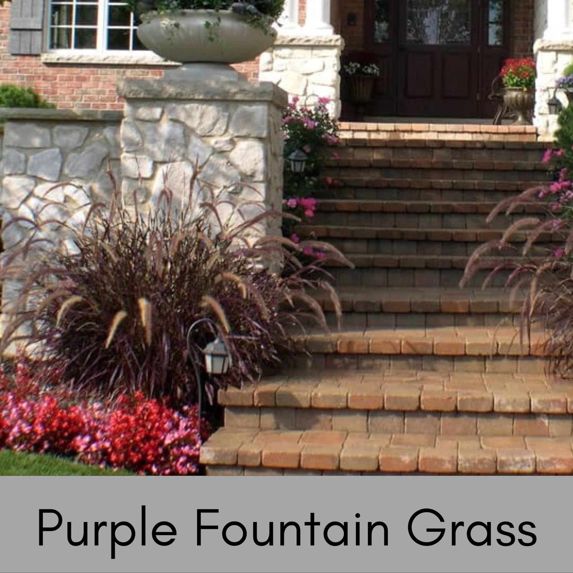 Purple Fountain Grass, Annual Grass for Containers and Flower Beds, Quart Size Pots, Fast Growing Drought Tolerant Plant, Great Gift Plant