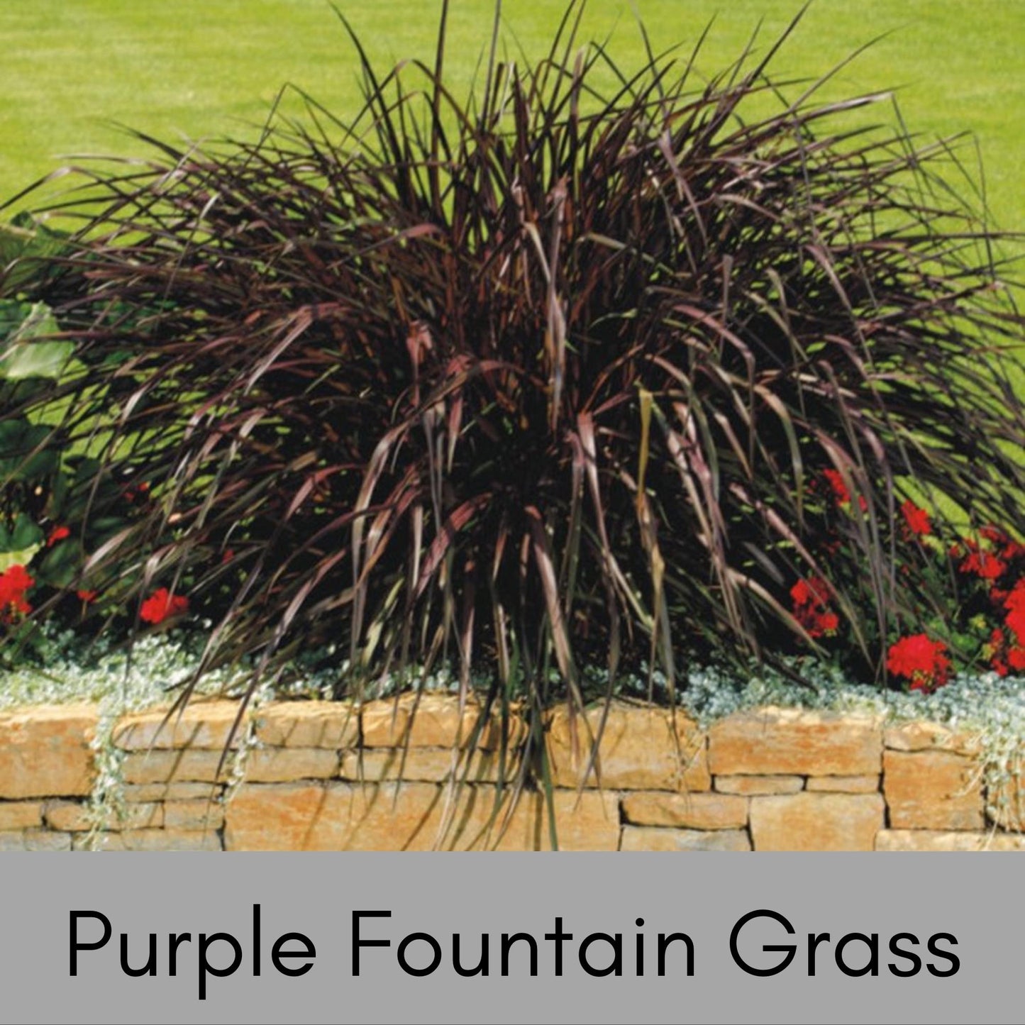 Purple Fountain Grass, Annual Grass for Containers and Flower Beds, Quart Size Pots, Fast Growing Drought Tolerant Plant, Great Gift Plant
