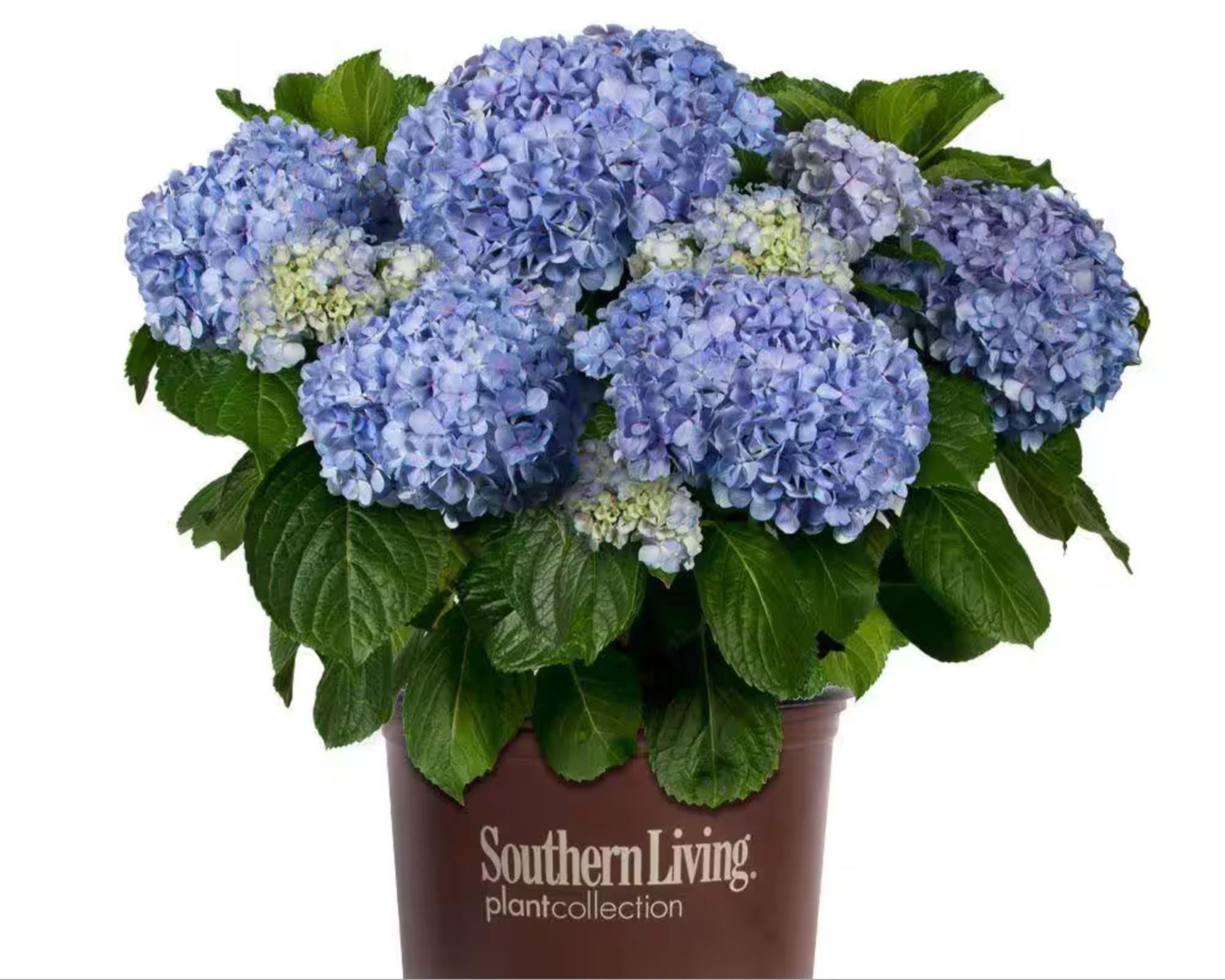 Big Daddy Hydrangea, Hydrangea macrophylla, Big Daddy plant, white hydrangea, 3 Gallon Container, real touch flowers, Decoration plant Gifts