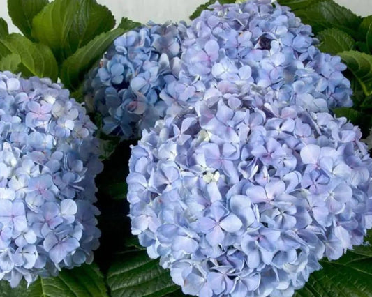 Big Daddy Hydrangea, Hydrangea macrophylla, Big Daddy plant, white hydrangea, 3 Gallon Container, real touch flowers, Decoration plant Gifts