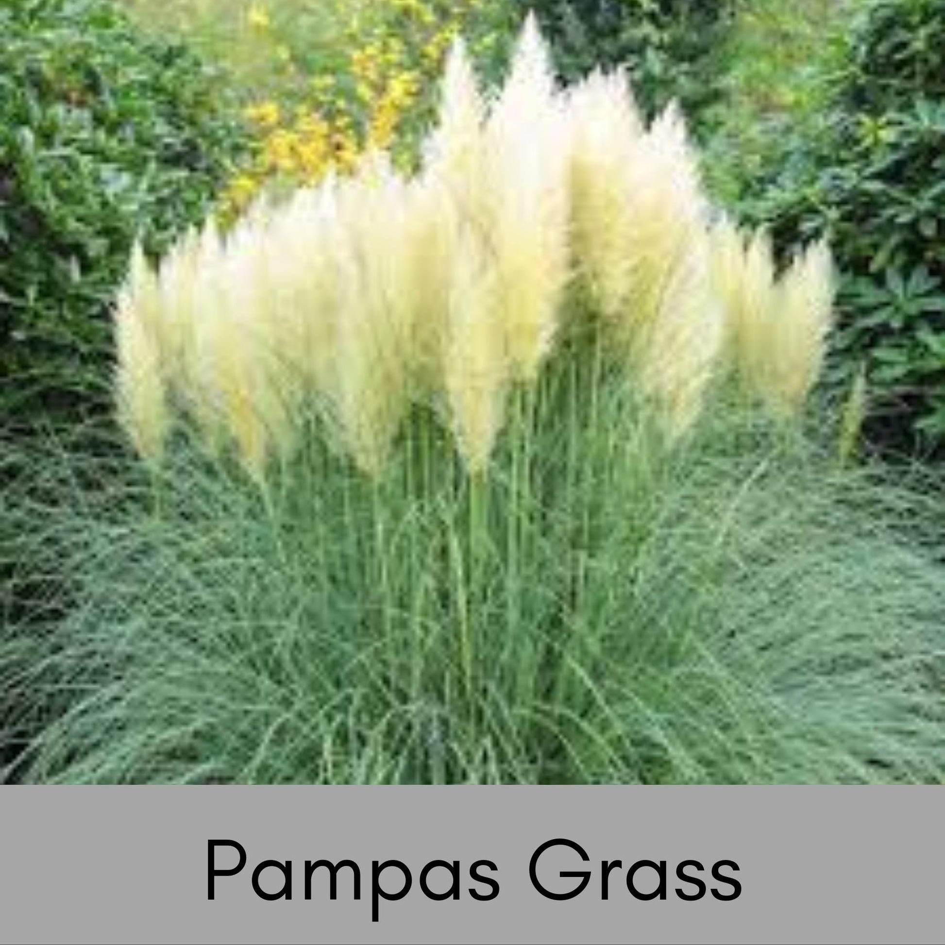 PAMPAS GRASS, 1 Gallon Size Plant, Grass Plumes, Large Perennial Grass, Drought Tolerant, Easy to Grow Plant Gift, Free Shipping!