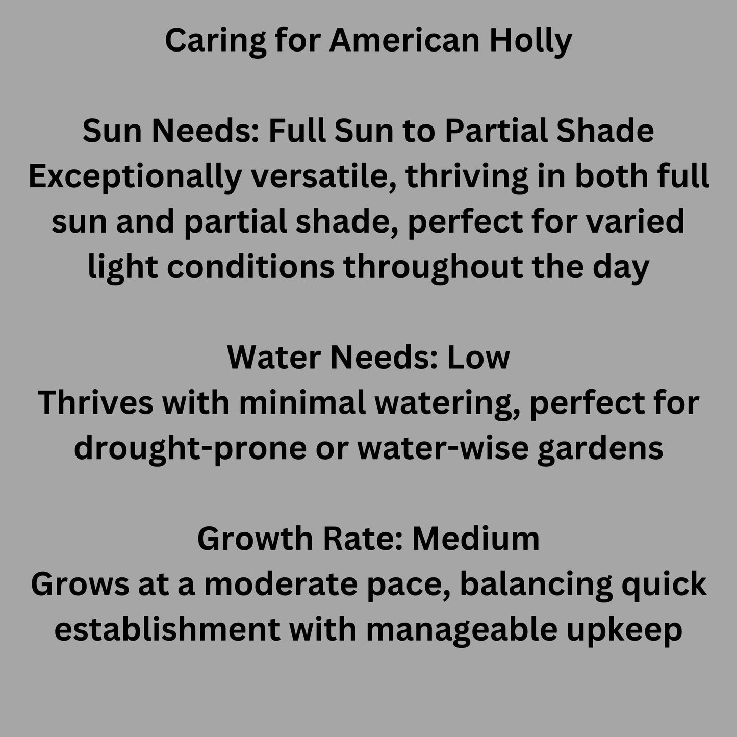 Native AMERICAN HOLLY - 2' TO 3' Feet Tall - 3 Gallon Plant