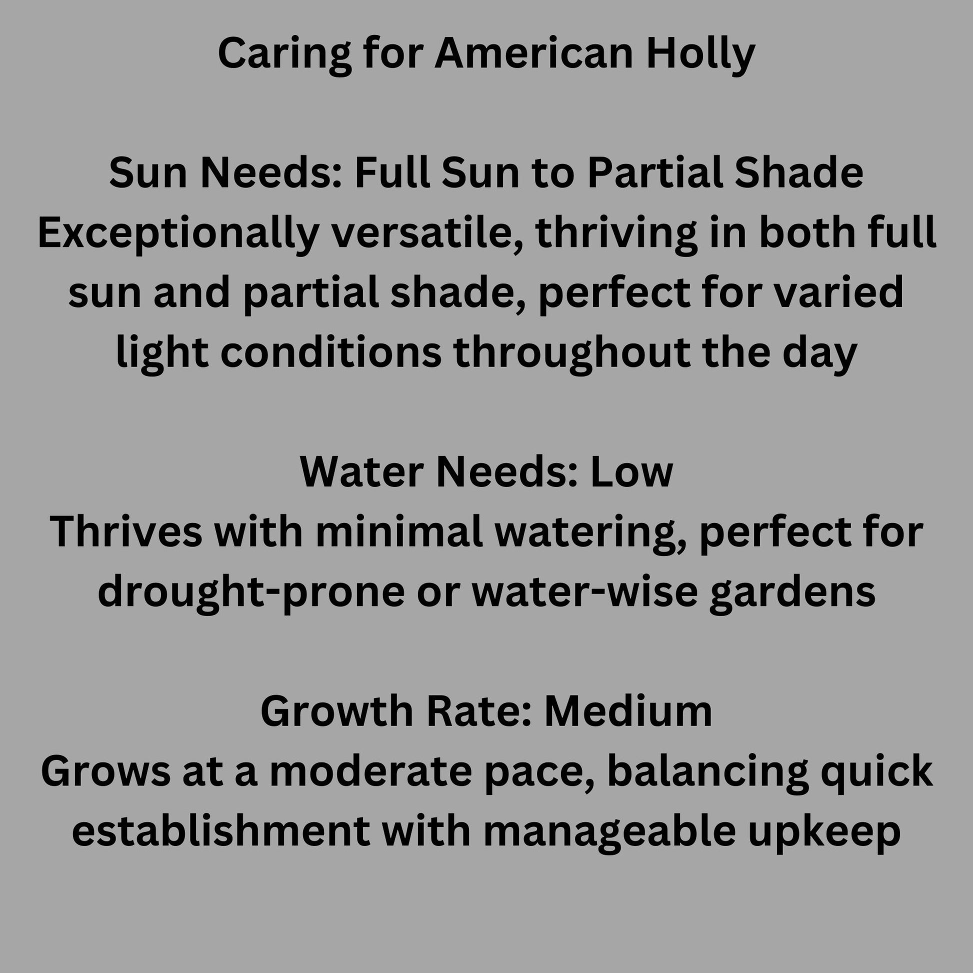 Native AMERICAN HOLLY - 2' TO 3' Feet Tall - 3 Gallon Plant