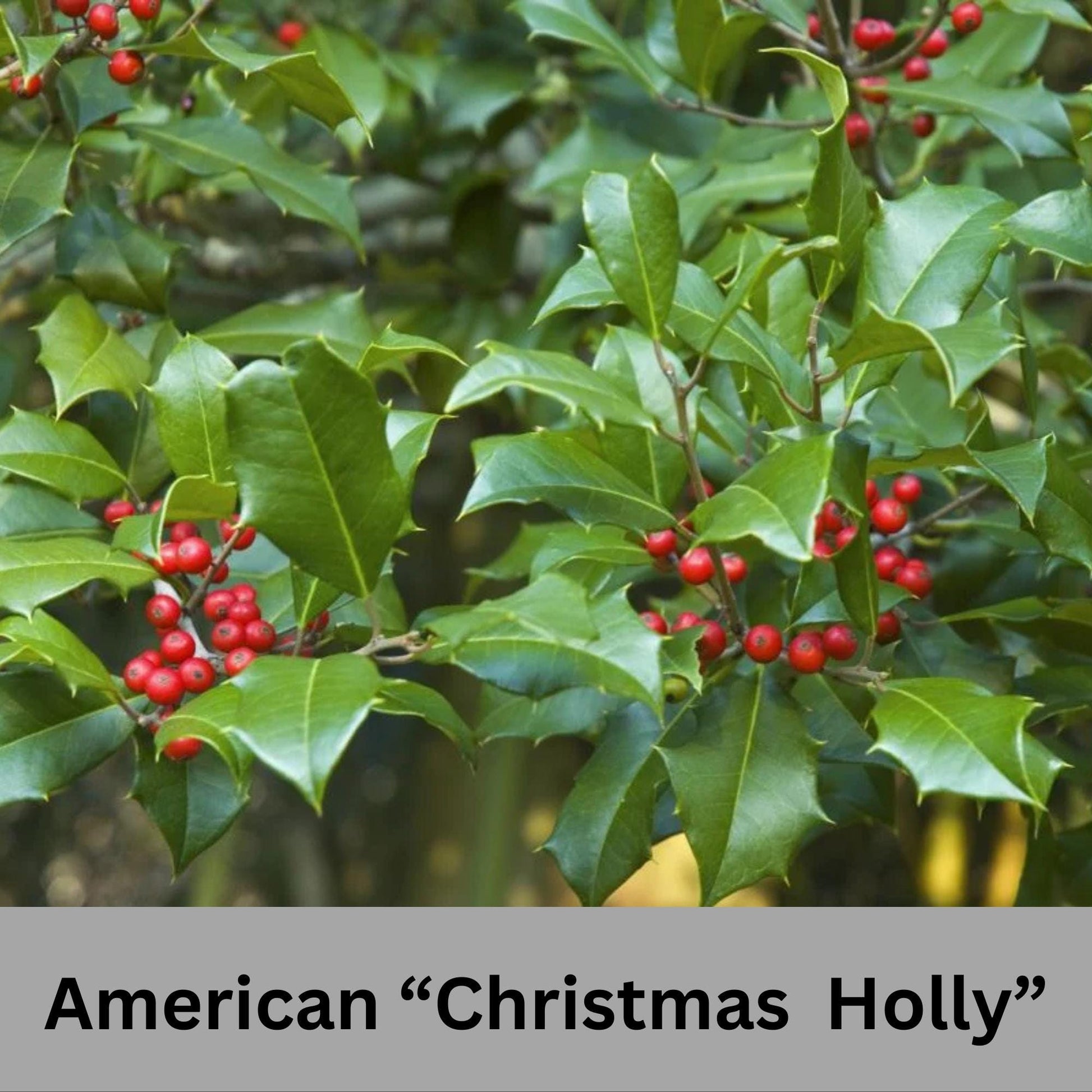 Native AMERICAN HOLLY - 2' TO 3' Feet Tall - 3 Gallon Plant