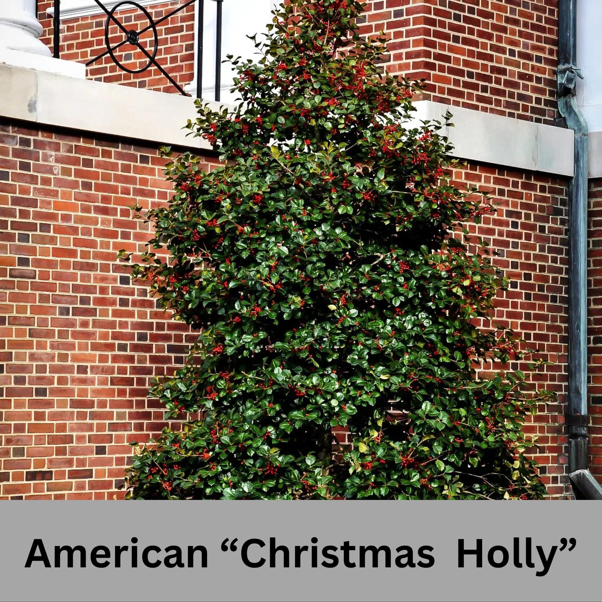 Native AMERICAN HOLLY - 2' TO 3' Feet Tall - 3 Gallon Plant