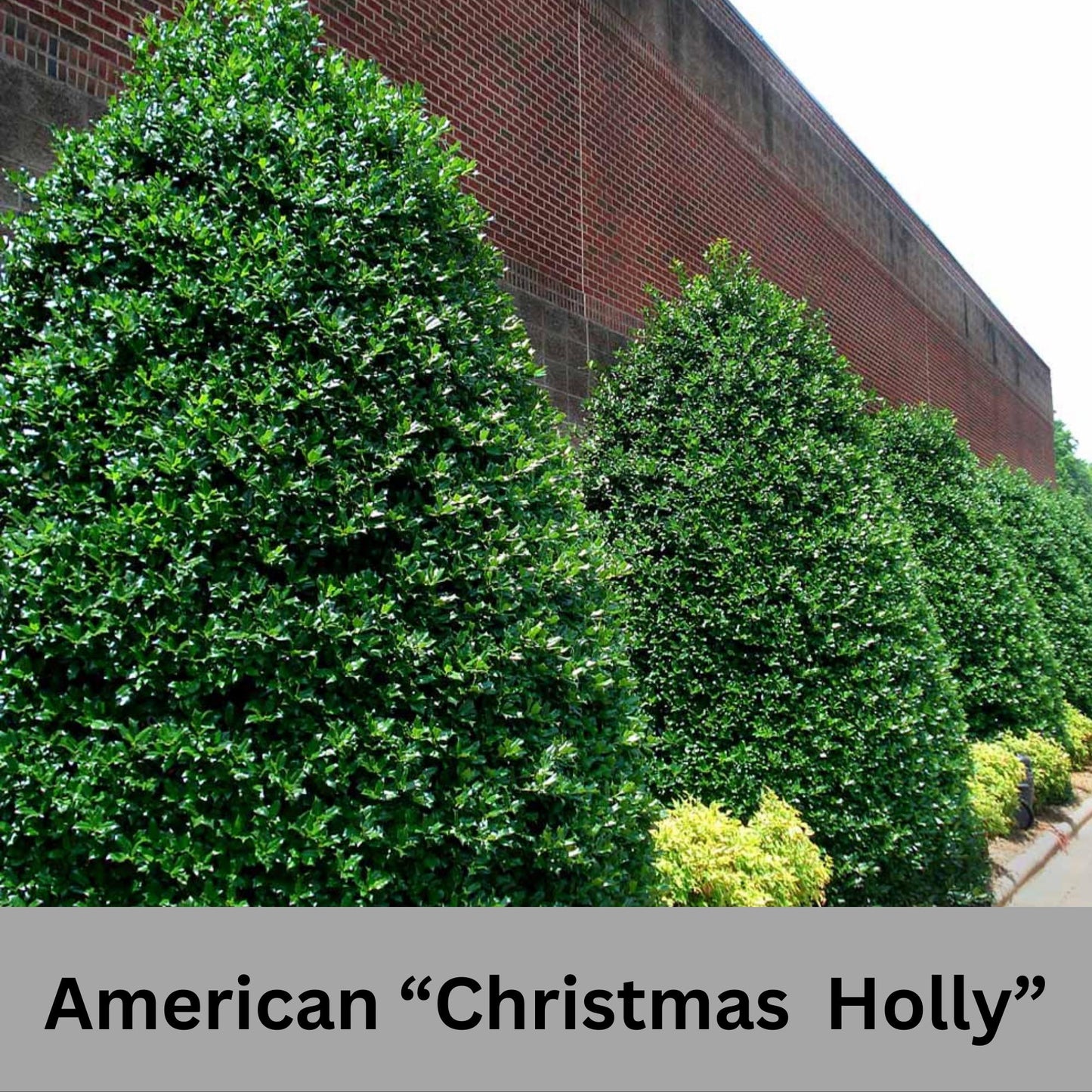 Native AMERICAN HOLLY - 2' TO 3' Feet Tall - 3 Gallon Plant