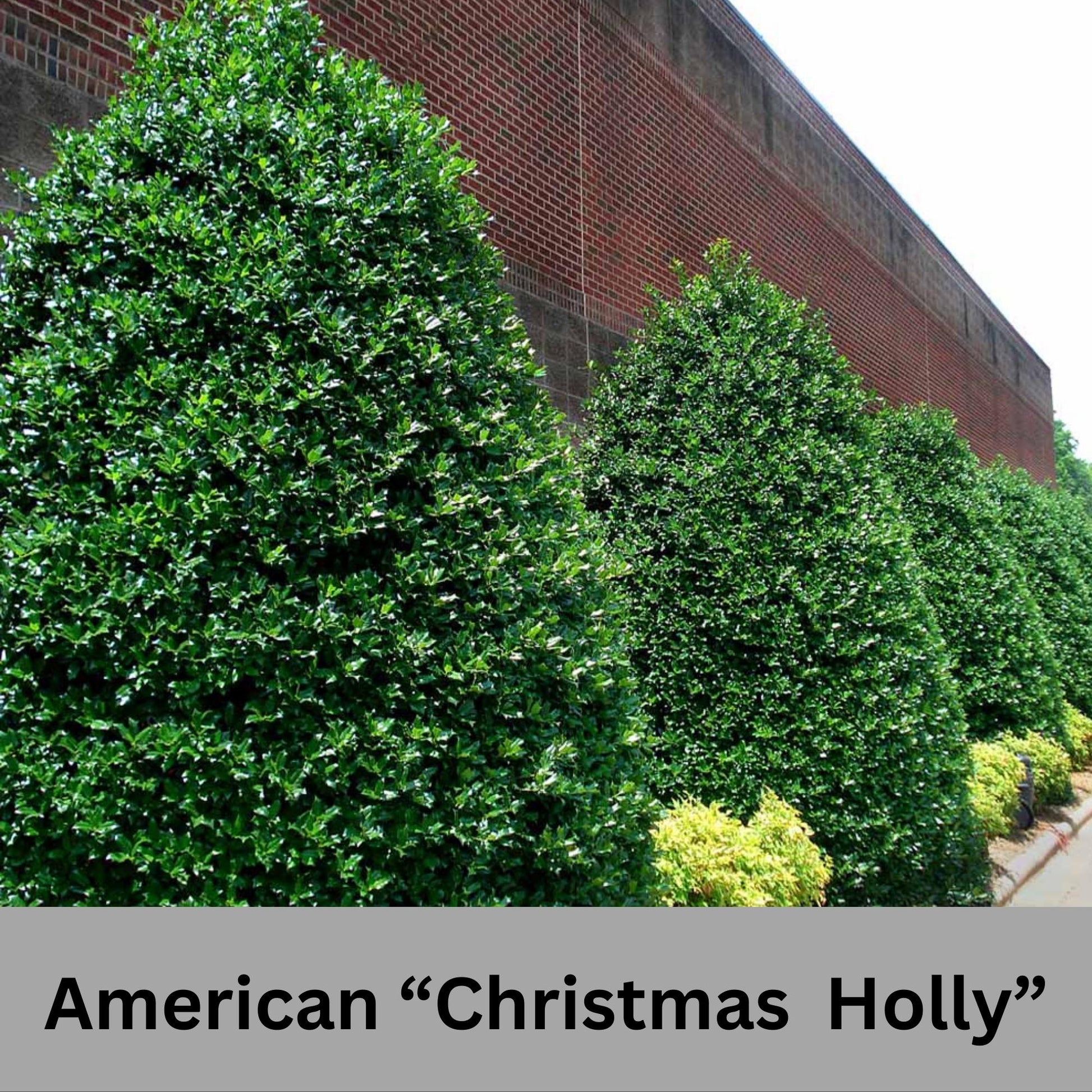 Native AMERICAN HOLLY - 2' TO 3' Feet Tall - 3 Gallon Plant