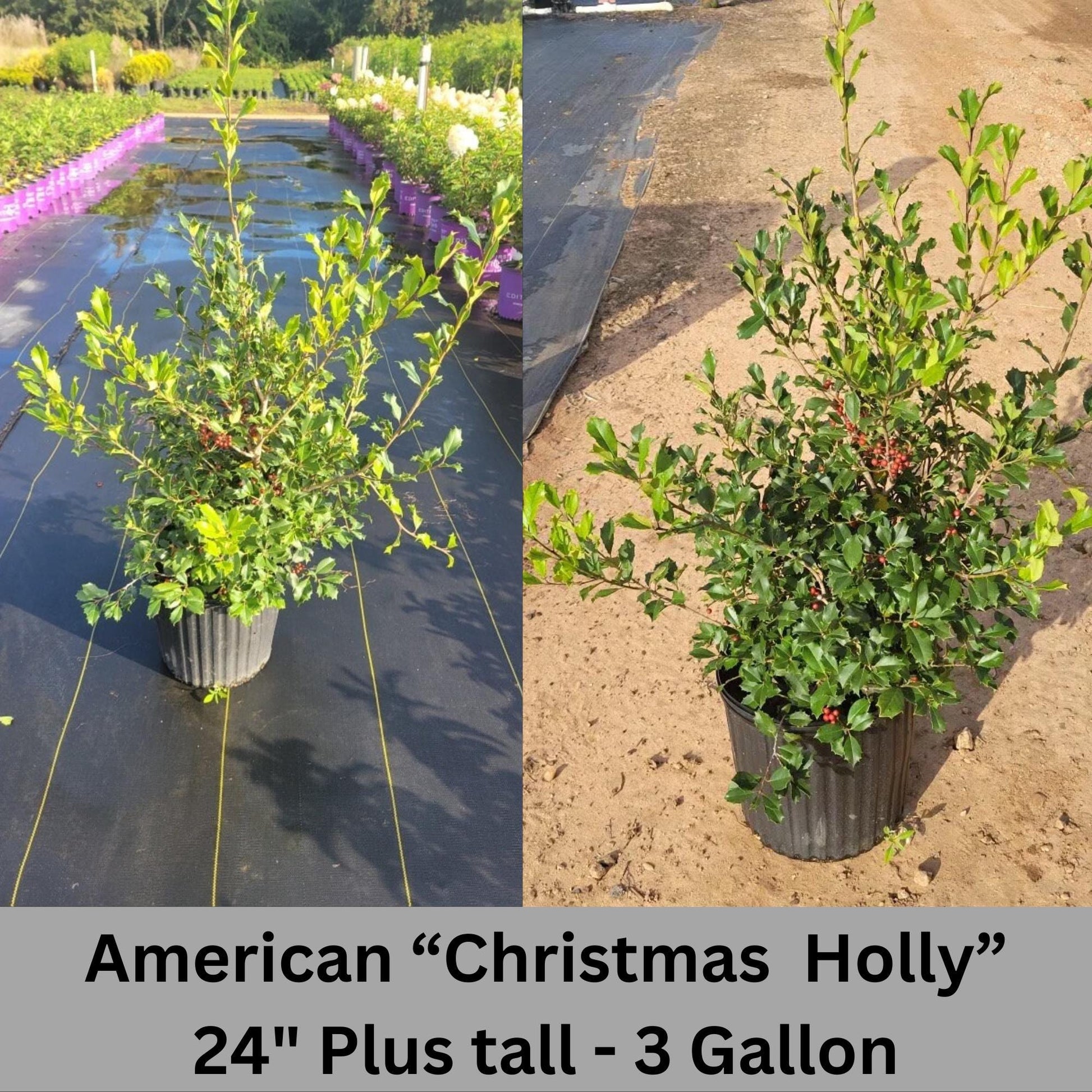 Native AMERICAN HOLLY - 2' TO 3' Feet Tall - 3 Gallon Plant