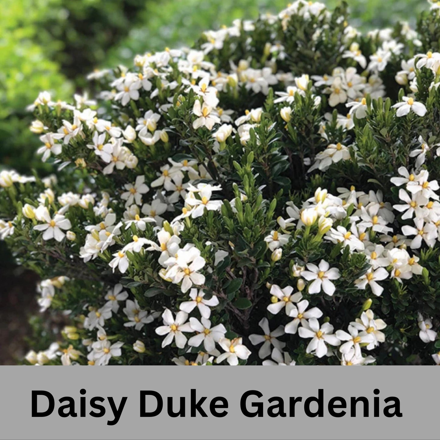 Daisy Duke™ Gardenia with abundant white blooms! Available in 2 sizes with FREE SHIPPING!