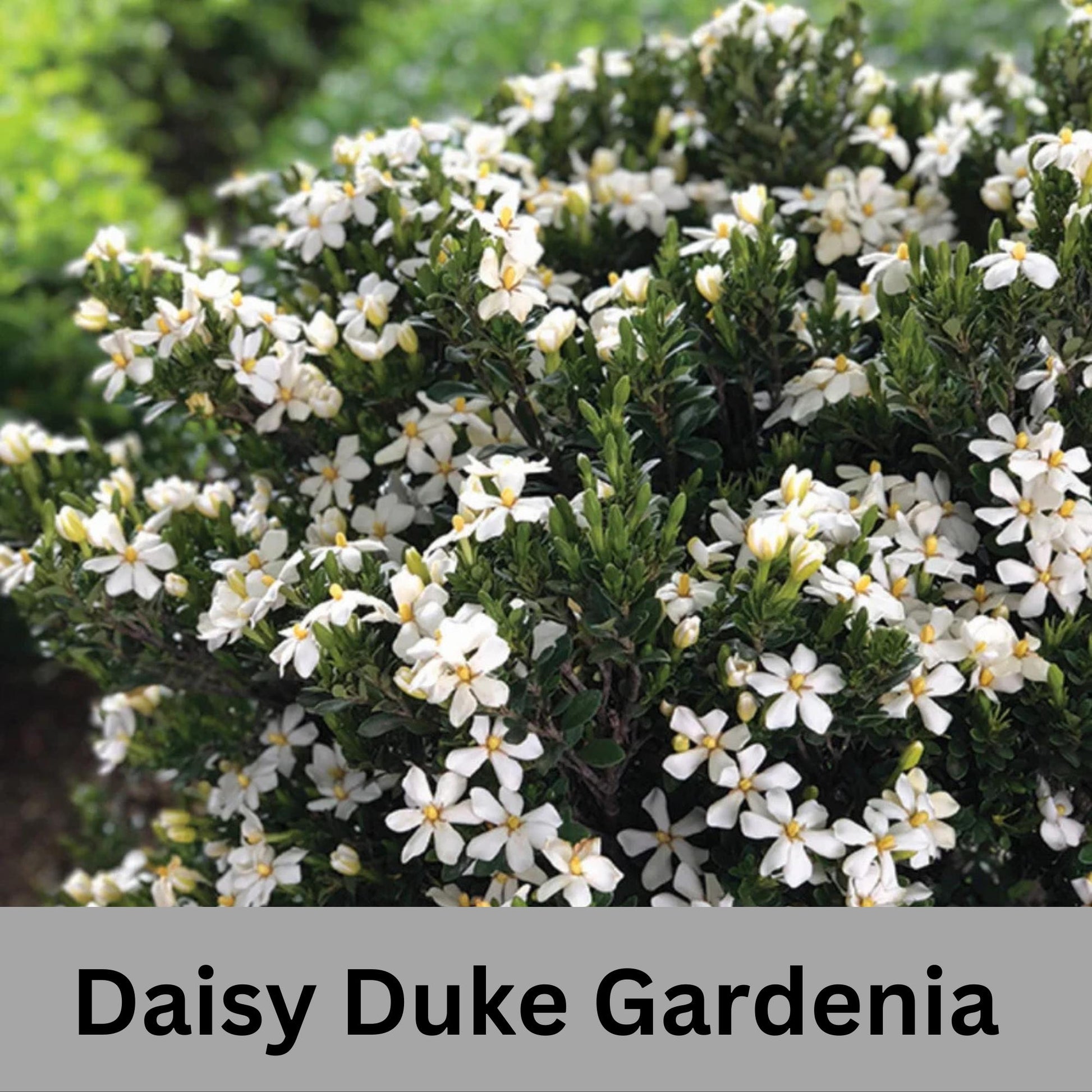 Daisy Duke™ Gardenia with abundant white blooms! Available in 2 sizes with FREE SHIPPING!