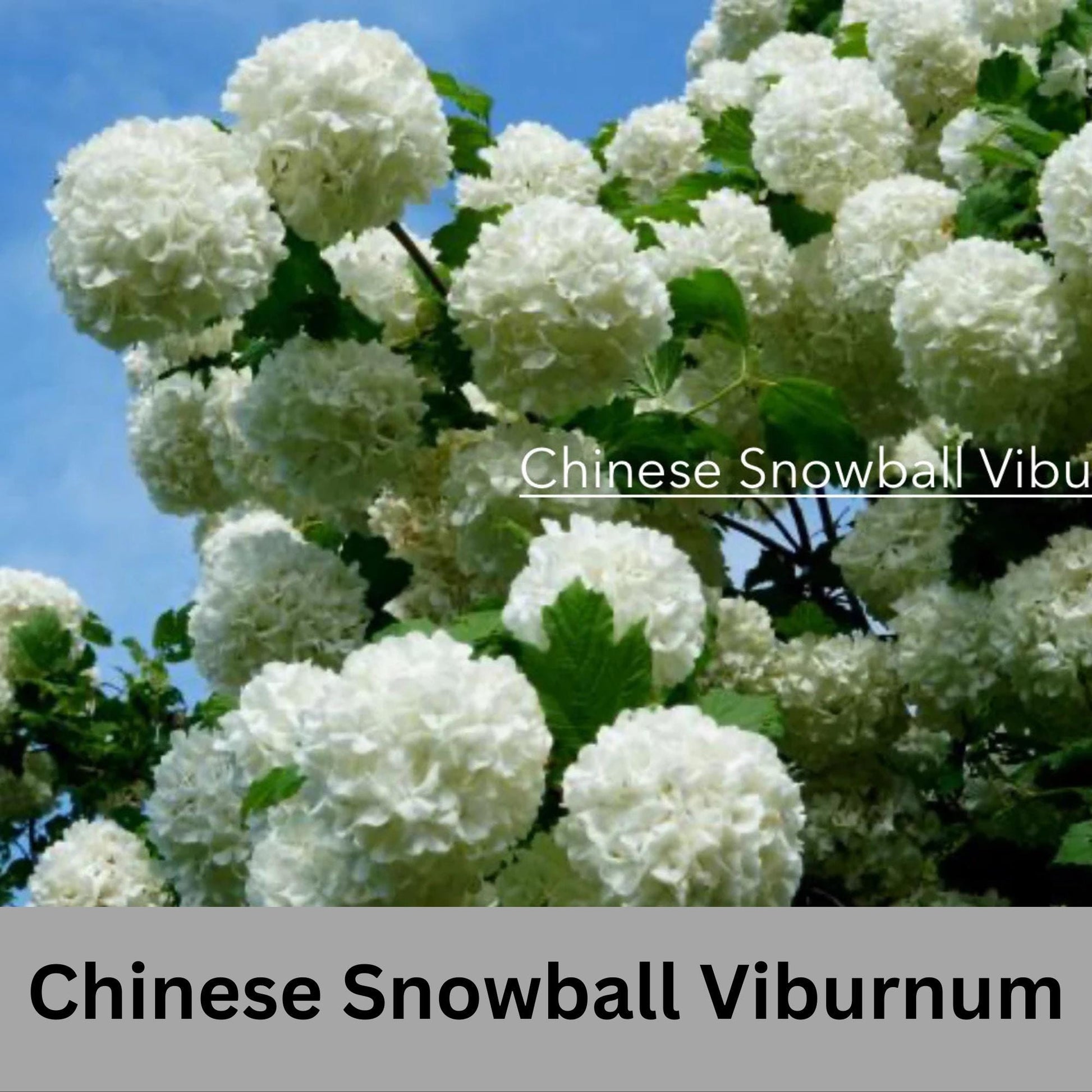 Chinese Snowball Viburnum, Large White Blooms, Fast Growing, brassica oleracea, Perfect for Gardens, 3 Gallon Size, easy to grow, Mom gifts