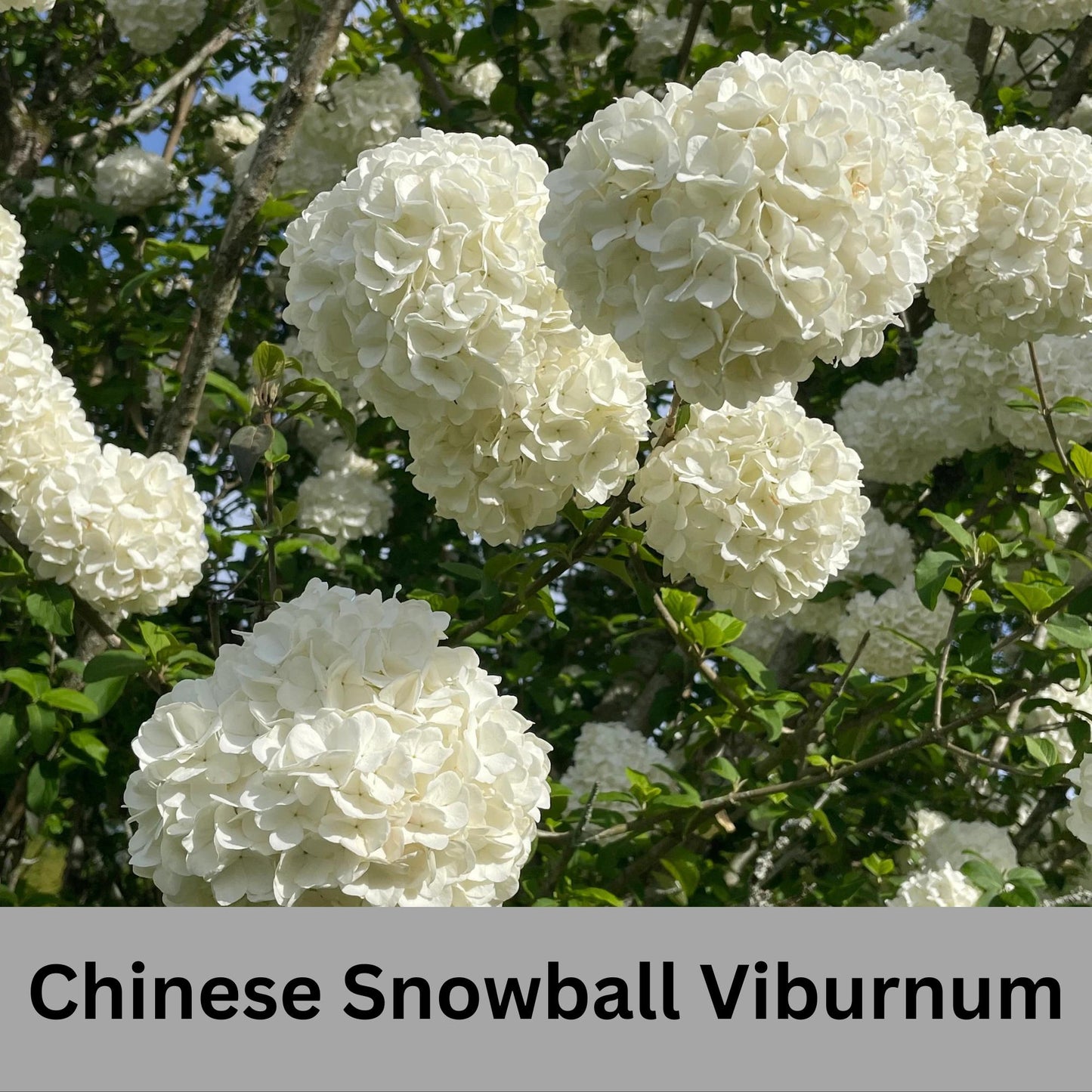 Chinese Snowball Viburnum, Large White Blooms, Fast Growing, brassica oleracea, Perfect for Gardens, 3 Gallon Size, easy to grow, Mom gifts