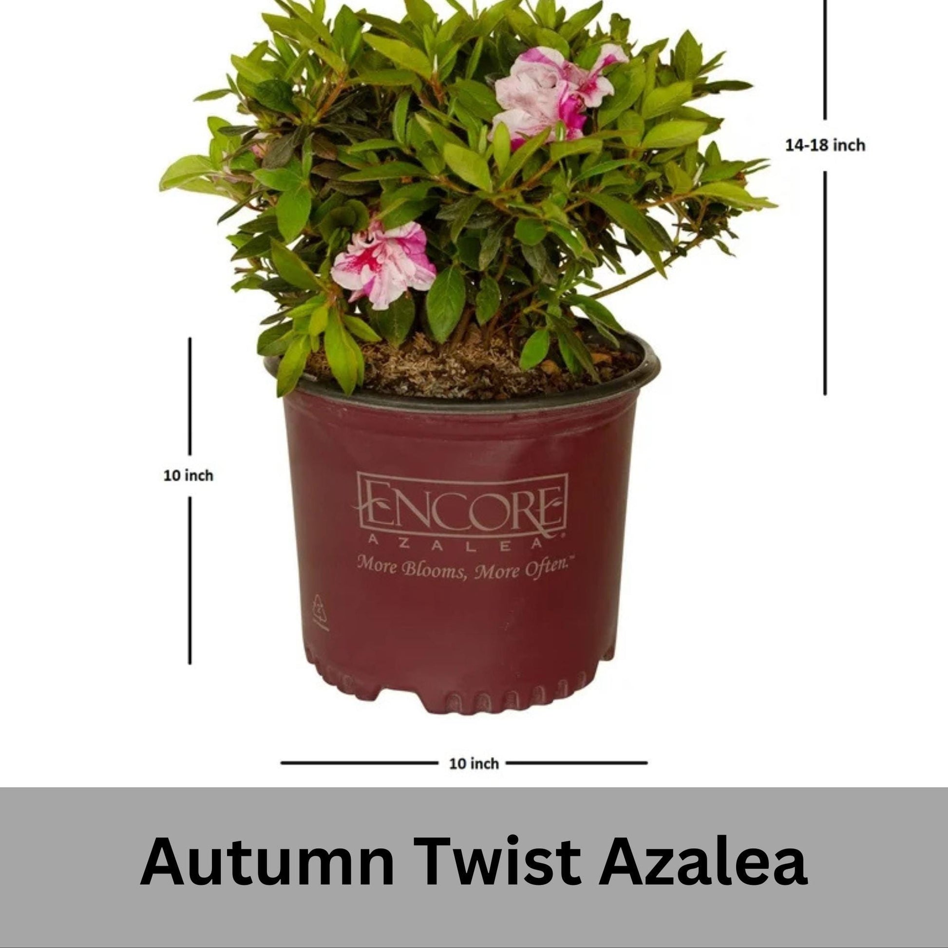 Autumn Twist Encore Azalea - Pink, Purple, and White Flowers - Large 3 Gallon Sizes - Free Shipping!