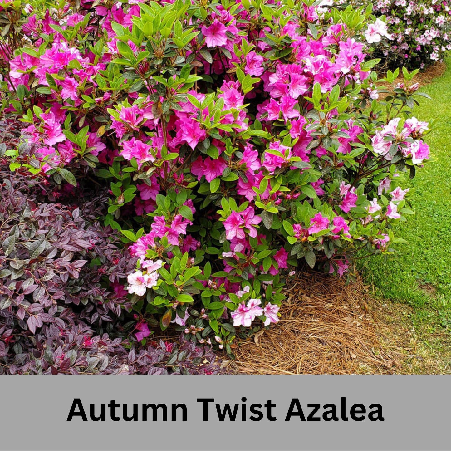 Autumn Twist Encore Azalea - Pink, Purple, and White Flowers - Large 3 Gallon Sizes - Free Shipping!