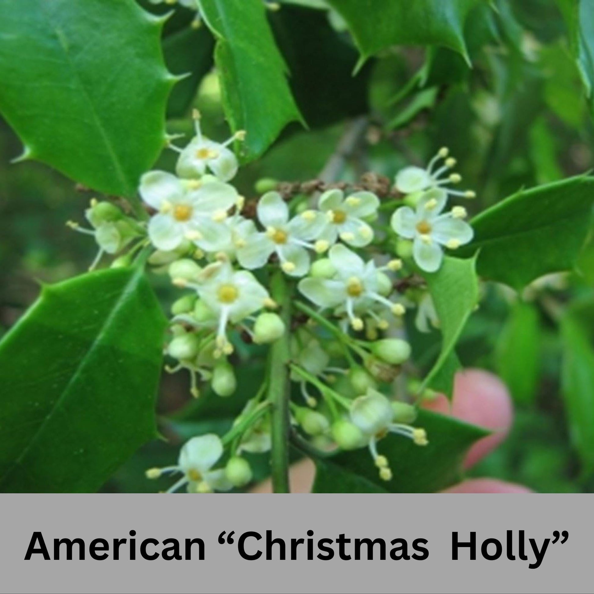 Native AMERICAN HOLLY - 2' TO 3' Feet Tall - 3 Gallon Plant