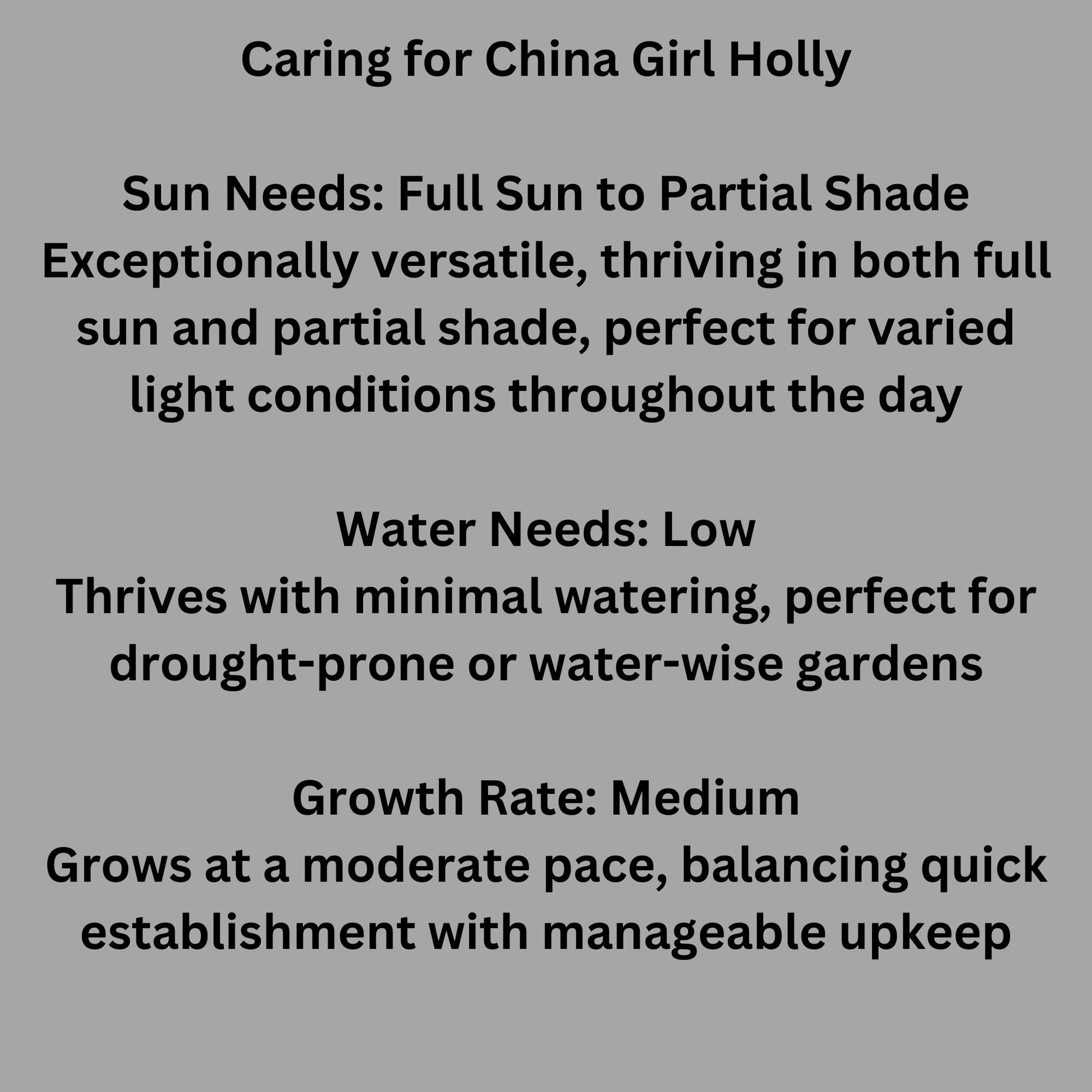 China Girl Holly, Christmas Holly, Very Cold Tolerant Shrub, Great Hedge Plant, Free Shipping!, Sun Loving, Garden Gift, Easy to Grow Shrub